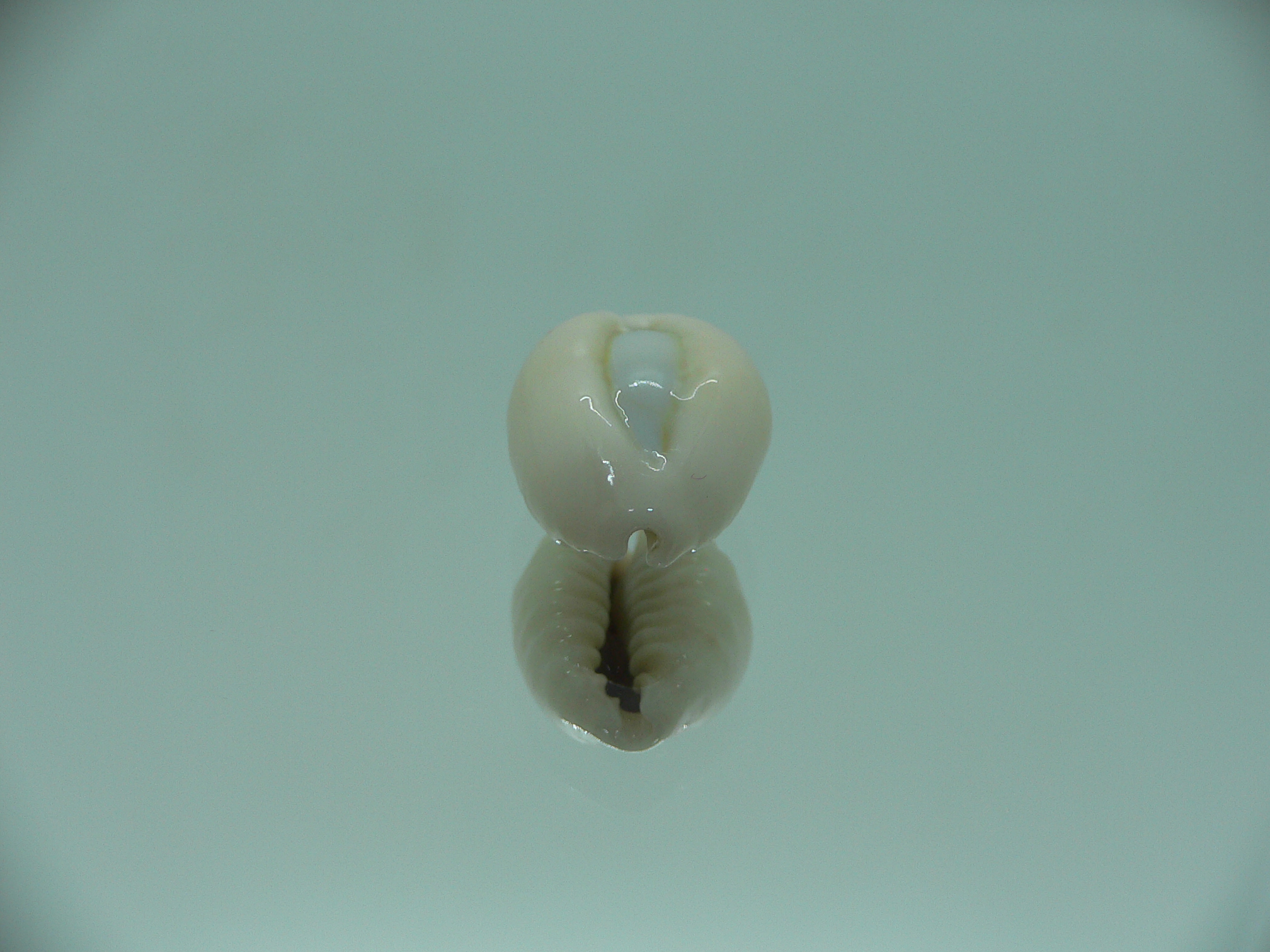 Cypraea obvelata perrieri (var.) OREOL & WIDE