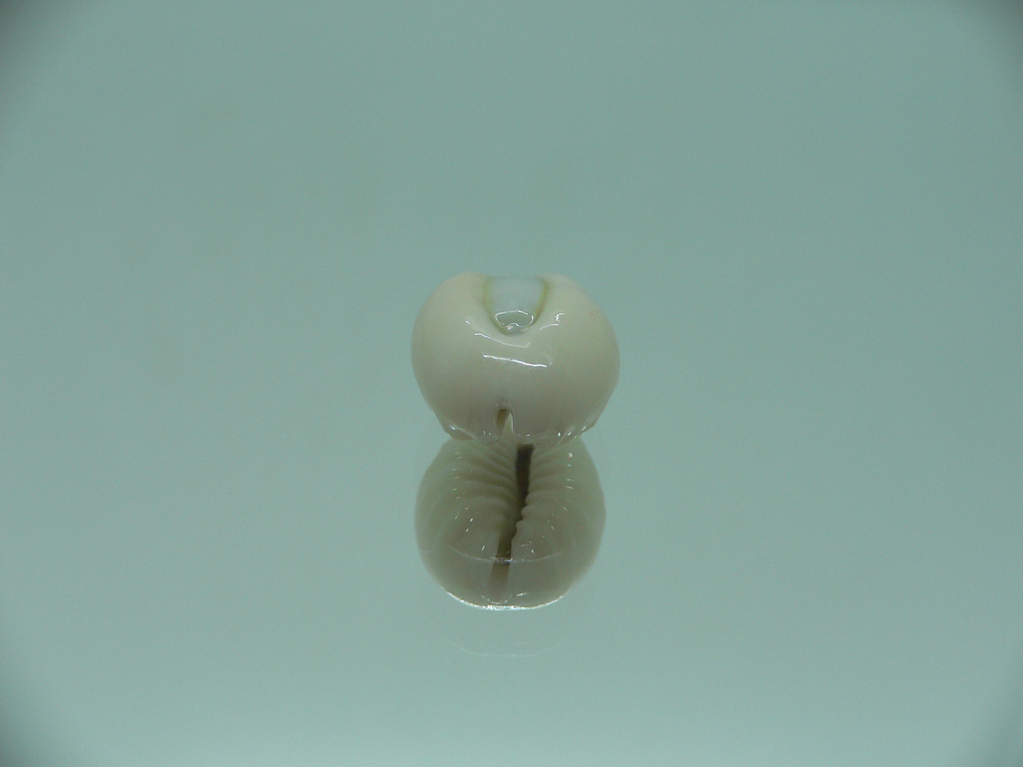 Cypraea obvelata perrieri (var.) OREOL & WIDE