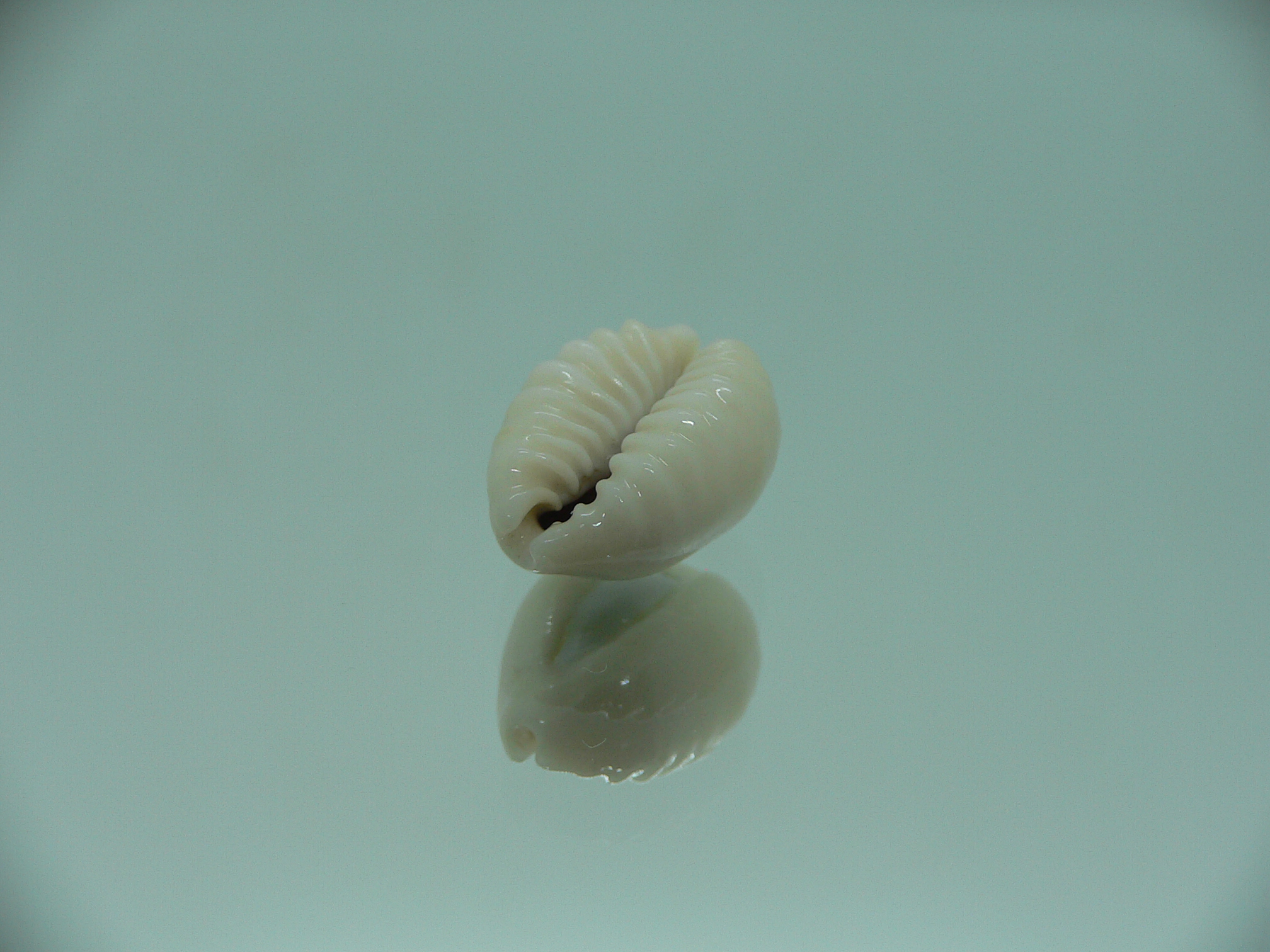 Cypraea obvelata perrieri (var.) OREOL & WIDE