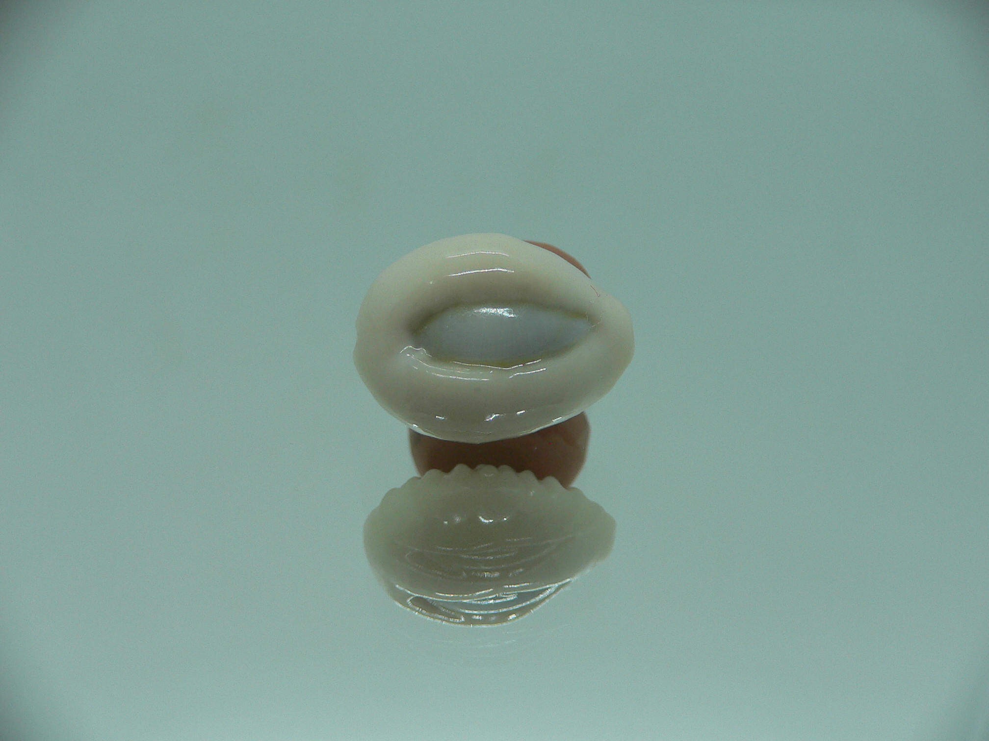 Cypraea obvelata perrieri (var.) OREOL & WIDE