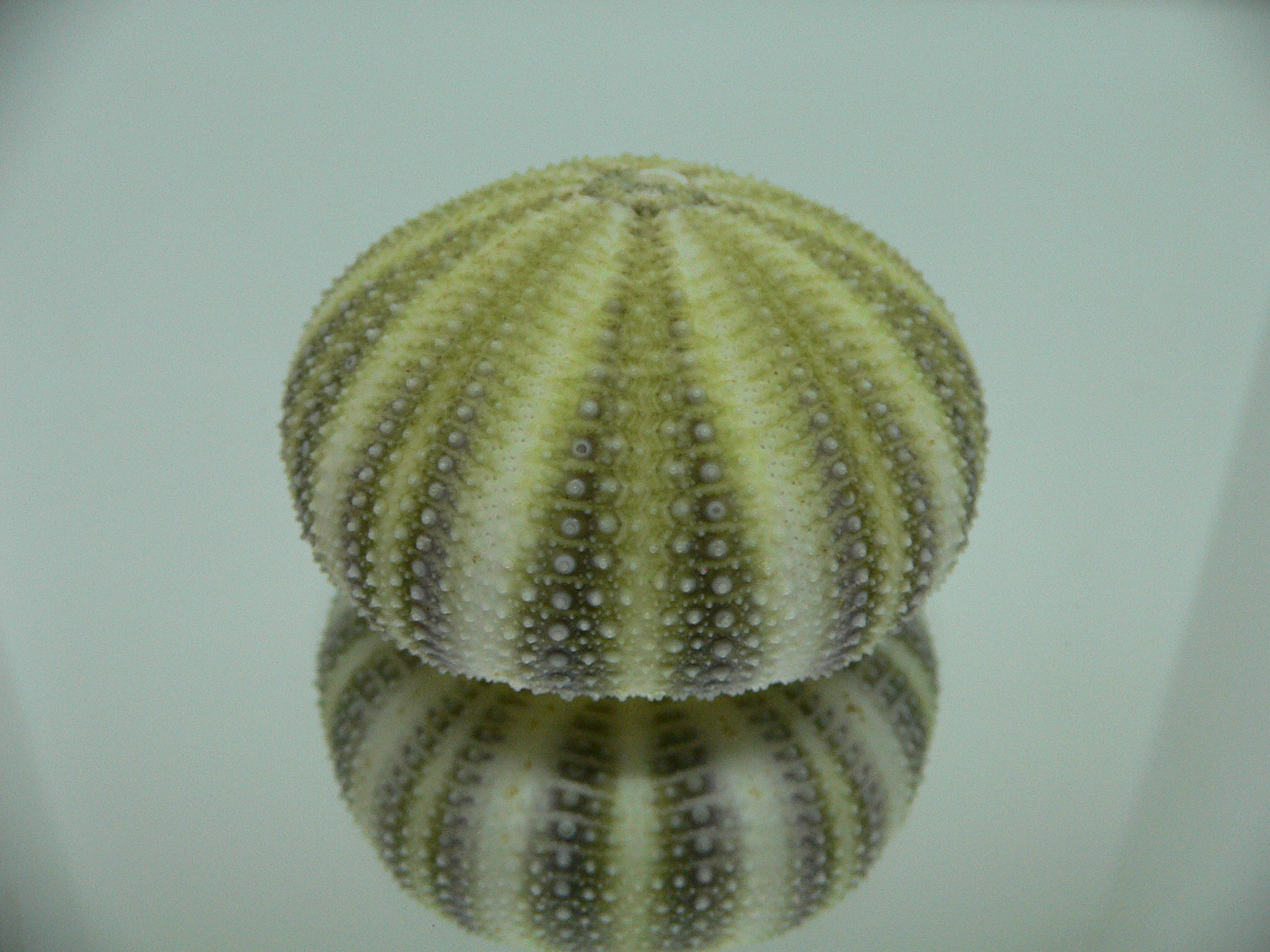 Strongylocentrotus pulchellus SUPER