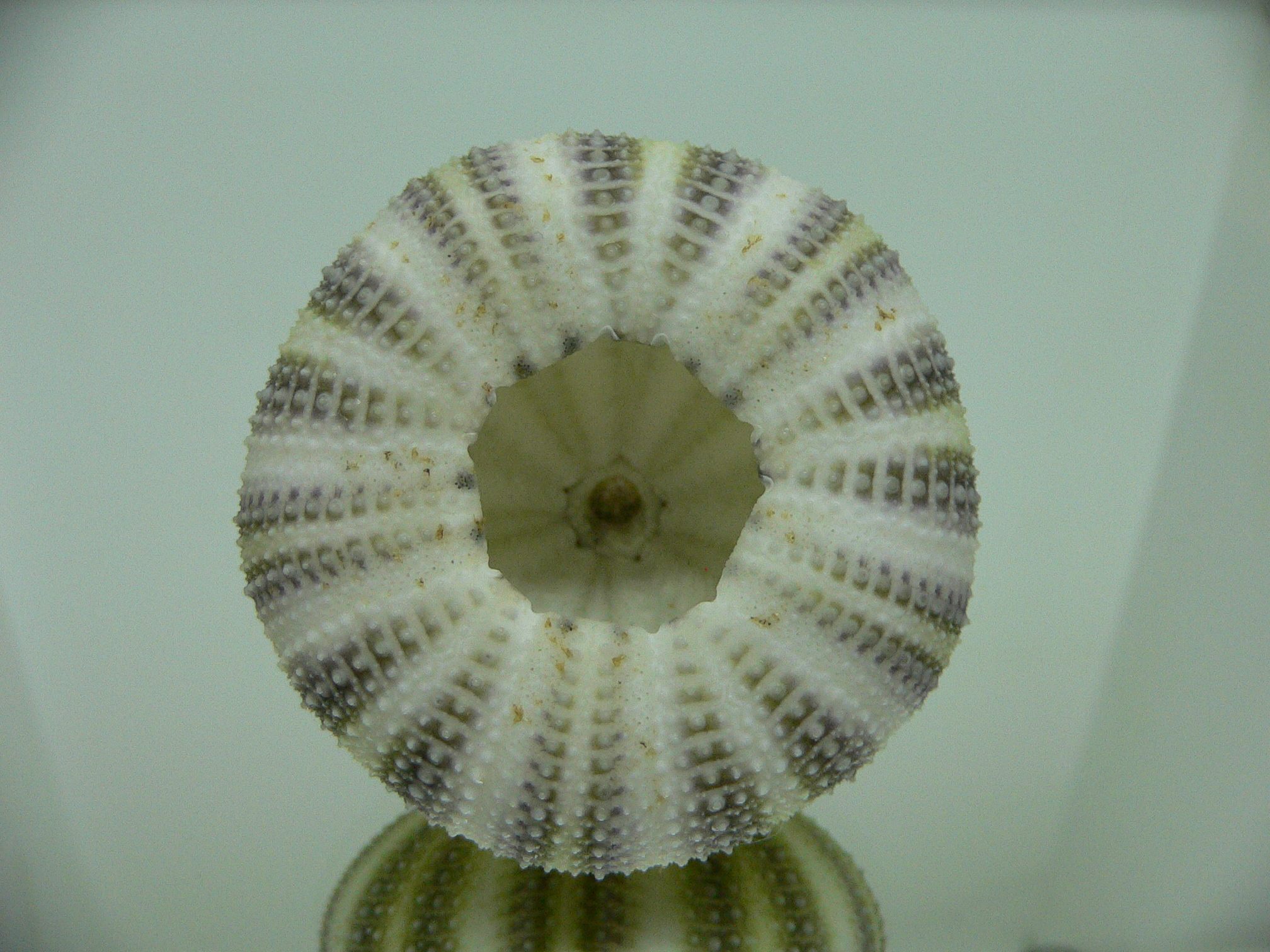 Strongylocentrotus pulchellus SUPER