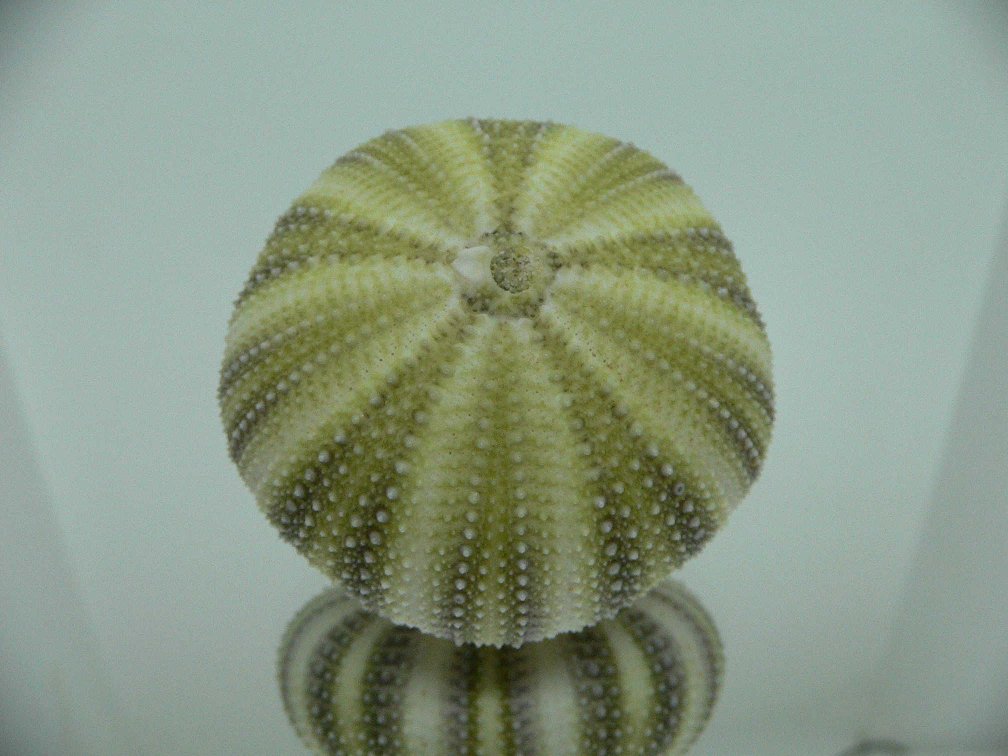 Strongylocentrotus pulchellus SUPER