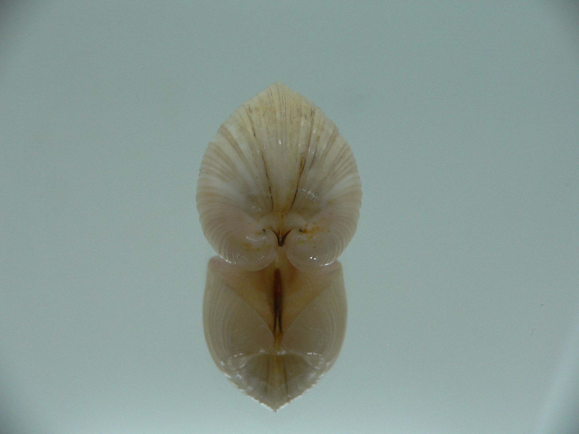 Meiocardia samarangiae PINK COLOR