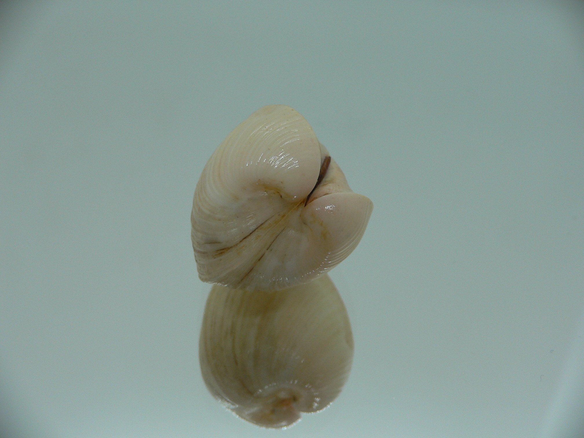 Meiocardia samarangiae PINK COLOR