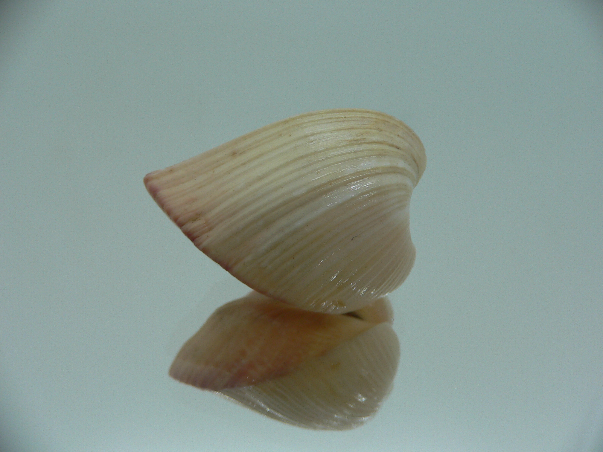 Meiocardia samarangiae PINK COLOR
