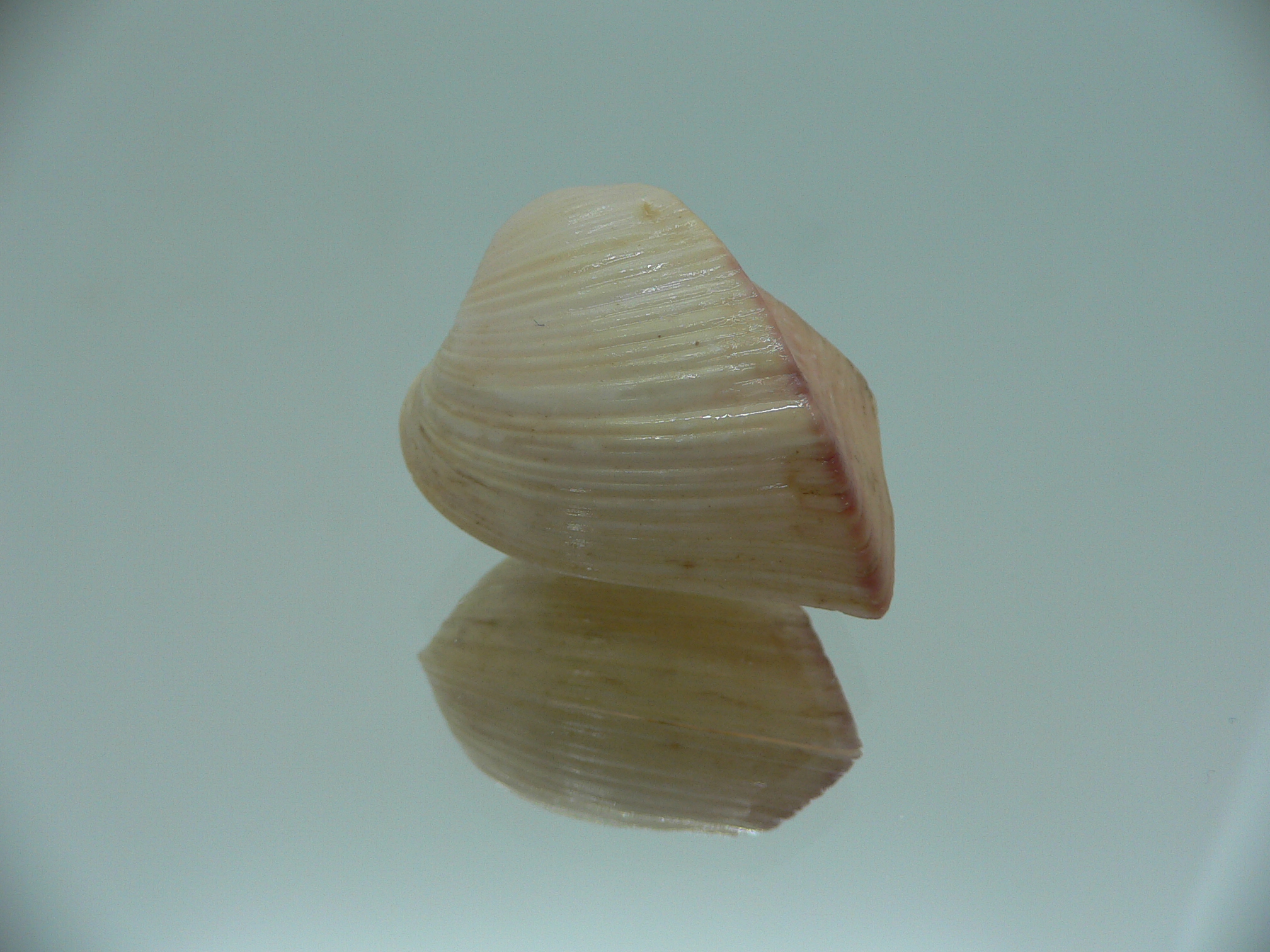 Meiocardia samarangiae PINK COLOR