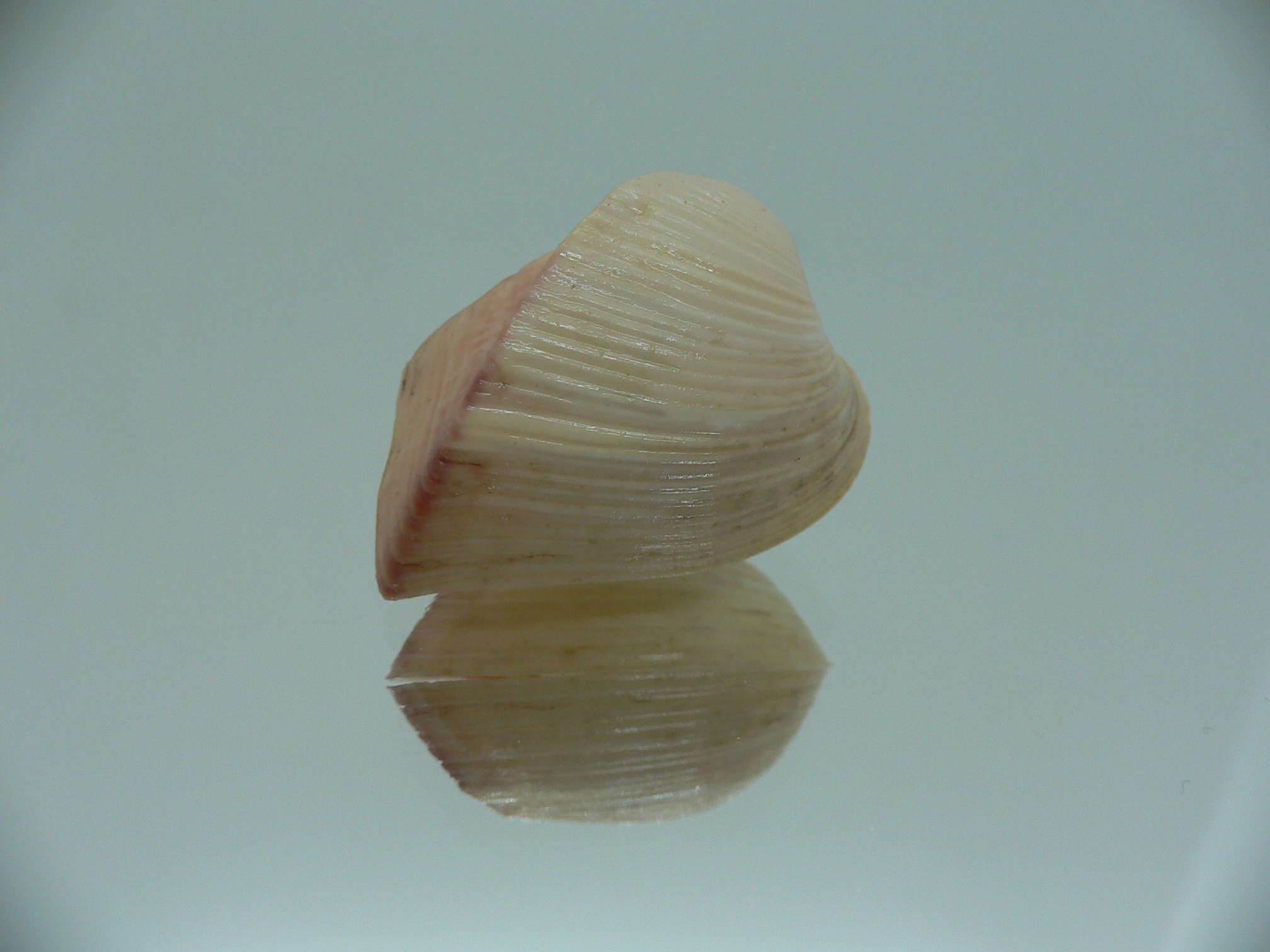 Meiocardia samarangiae PINK COLOR