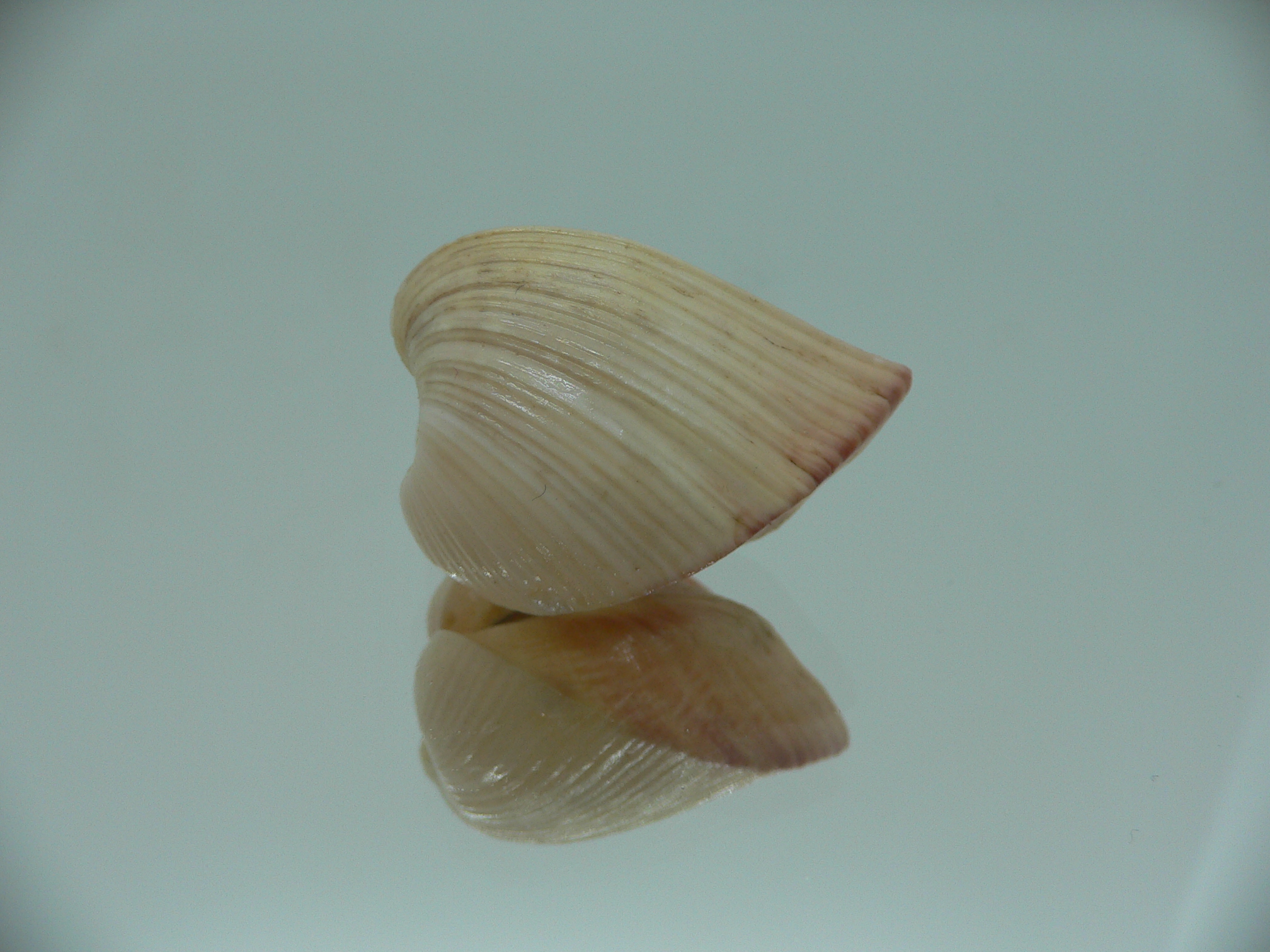Meiocardia samarangiae PINK COLOR