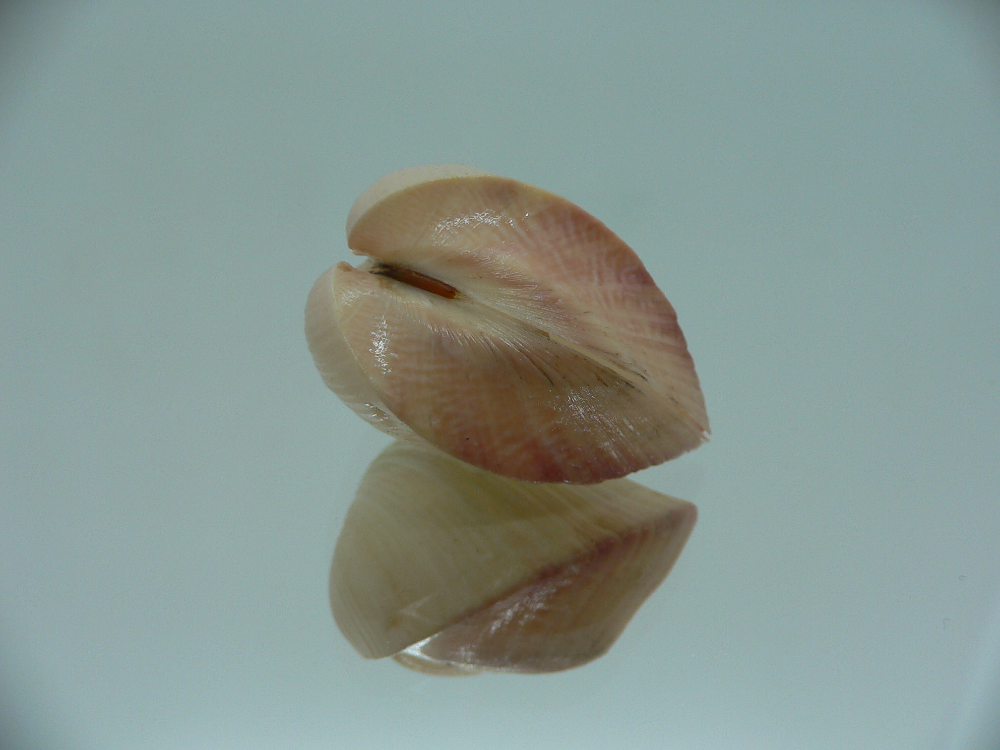 Meiocardia samarangiae PINK COLOR