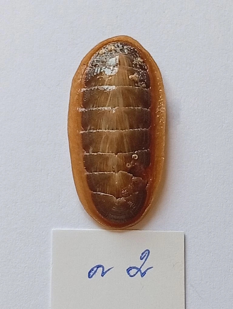 Ischnochiton lineolatus ENDEMIC 2