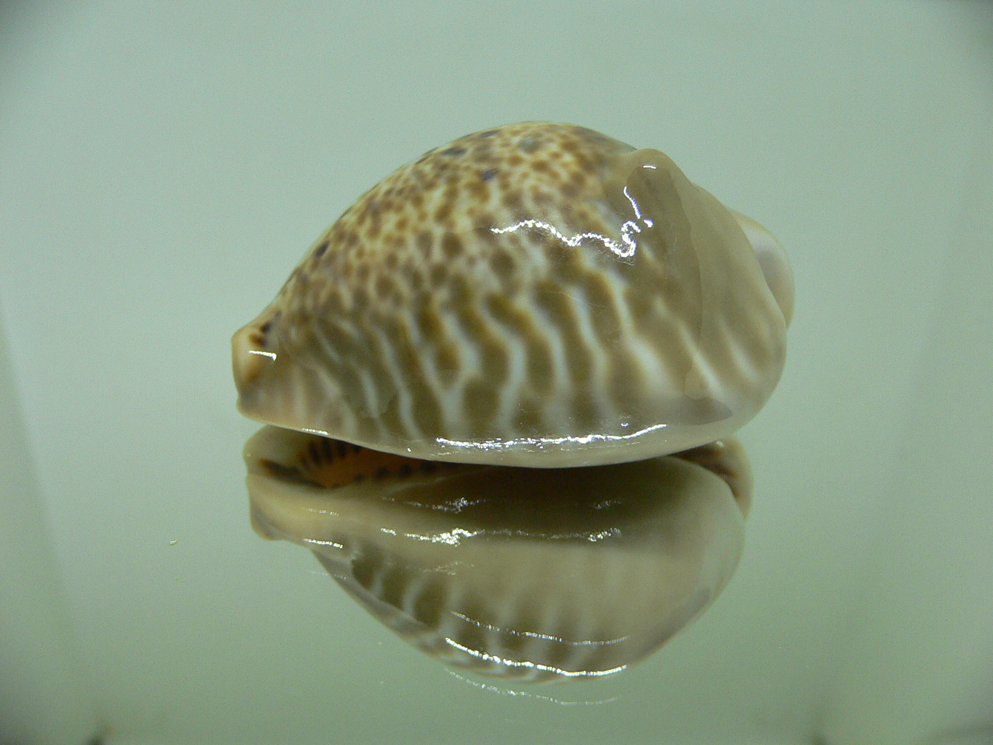 Cypraea mus bicornis SUPER