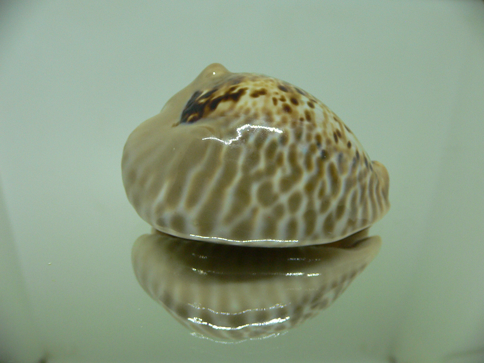 Cypraea mus bicornis SUPER