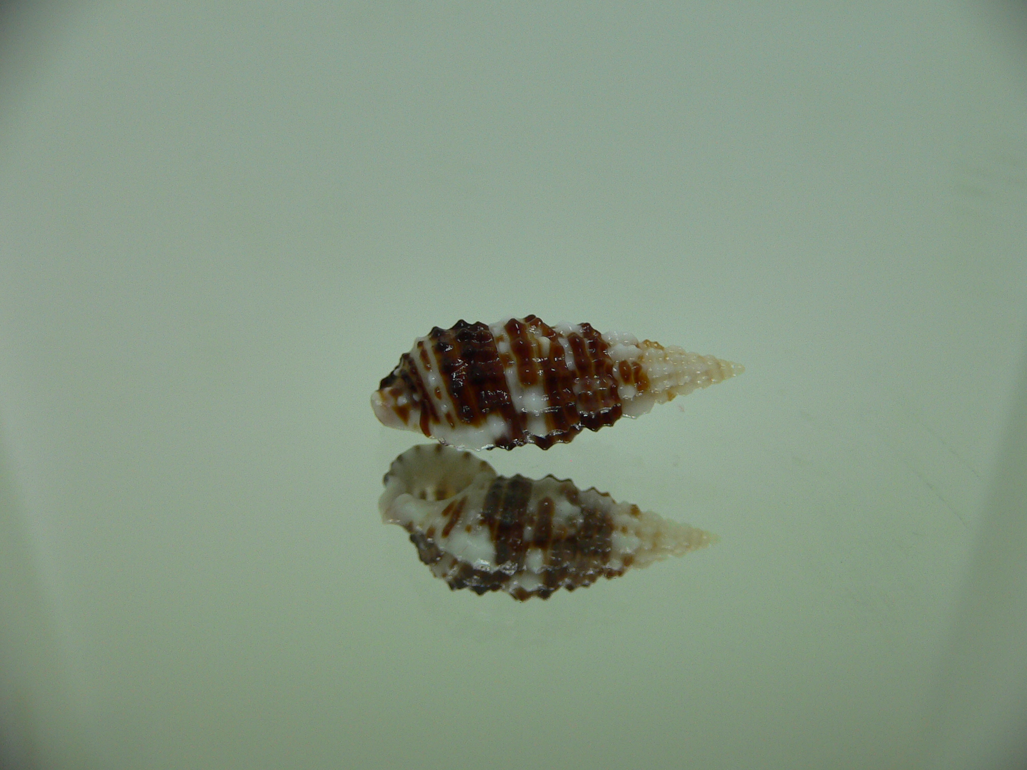 Clypeomorus cf. pellucida DARK & STRIPED