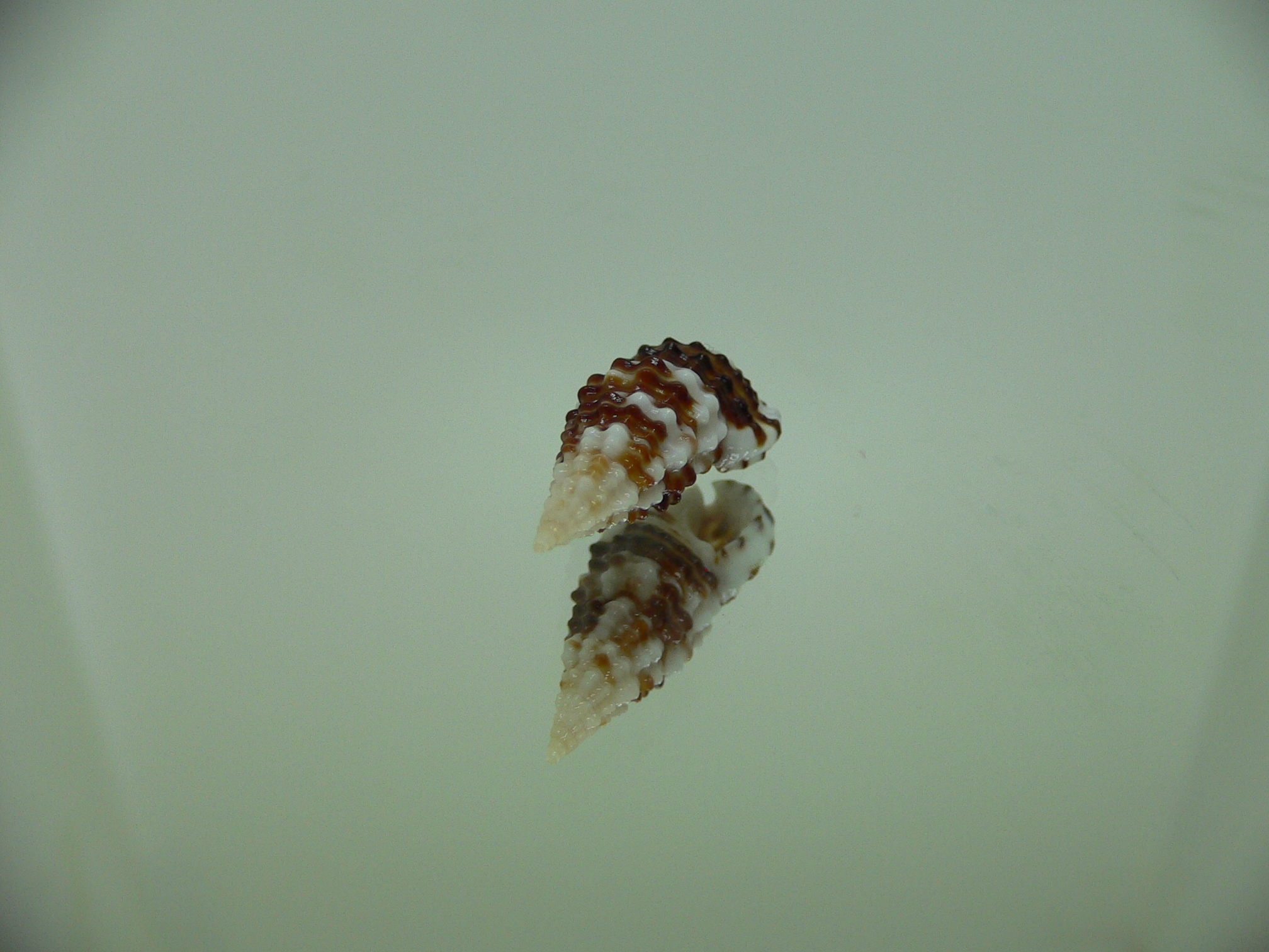 Clypeomorus cf. pellucida DARK & STRIPED