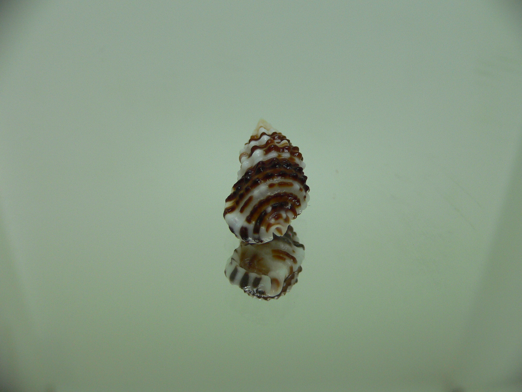 Clypeomorus cf. pellucida DARK & STRIPED