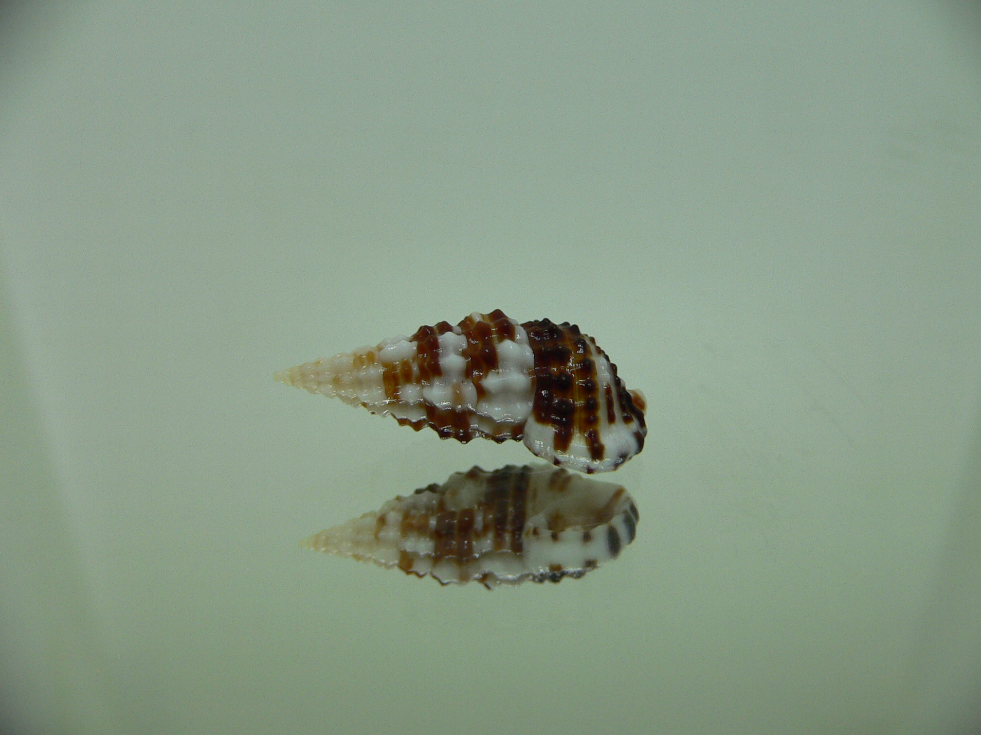 Clypeomorus cf. pellucida DARK & STRIPED