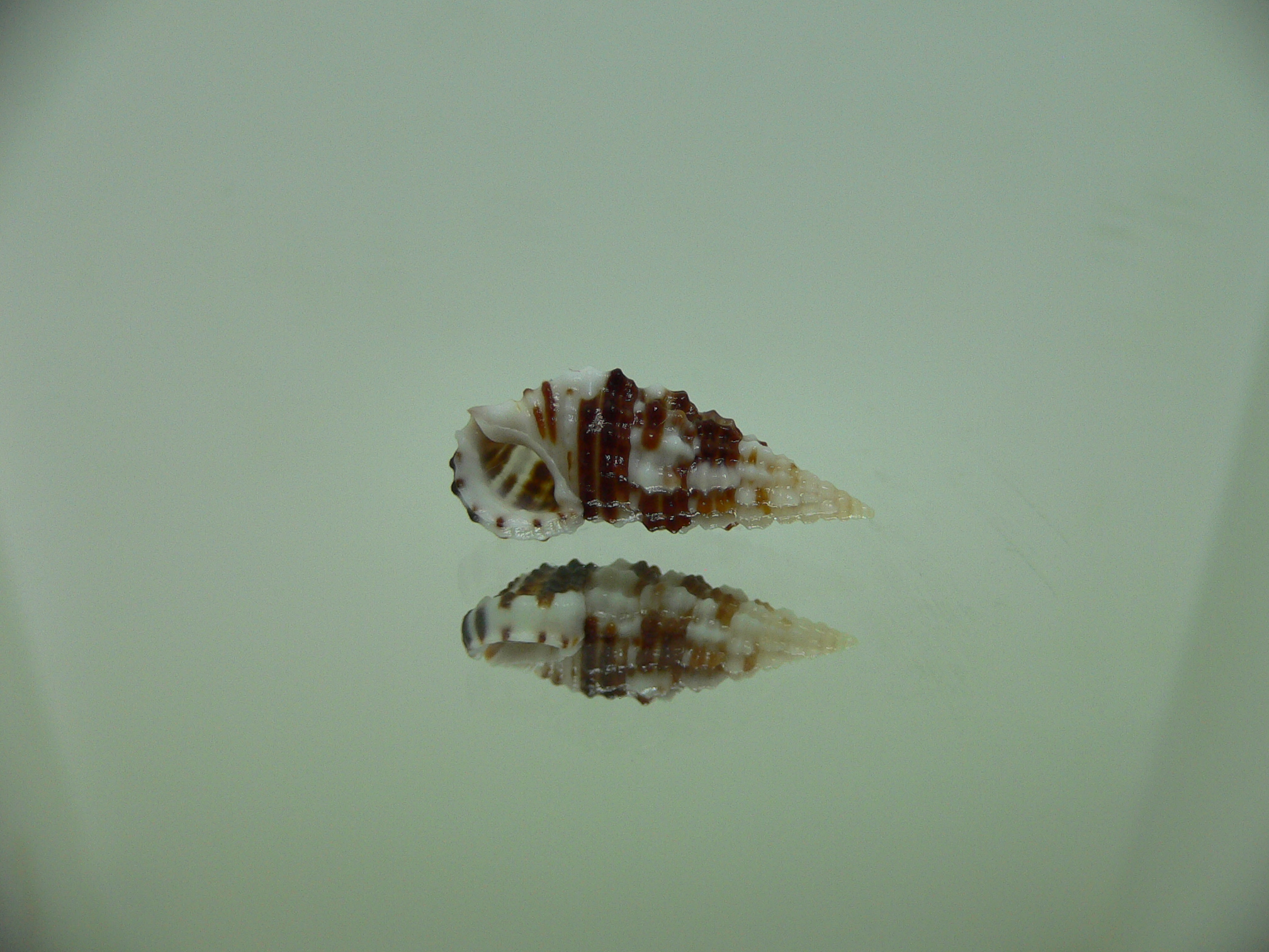 Clypeomorus cf. pellucida DARK & STRIPED