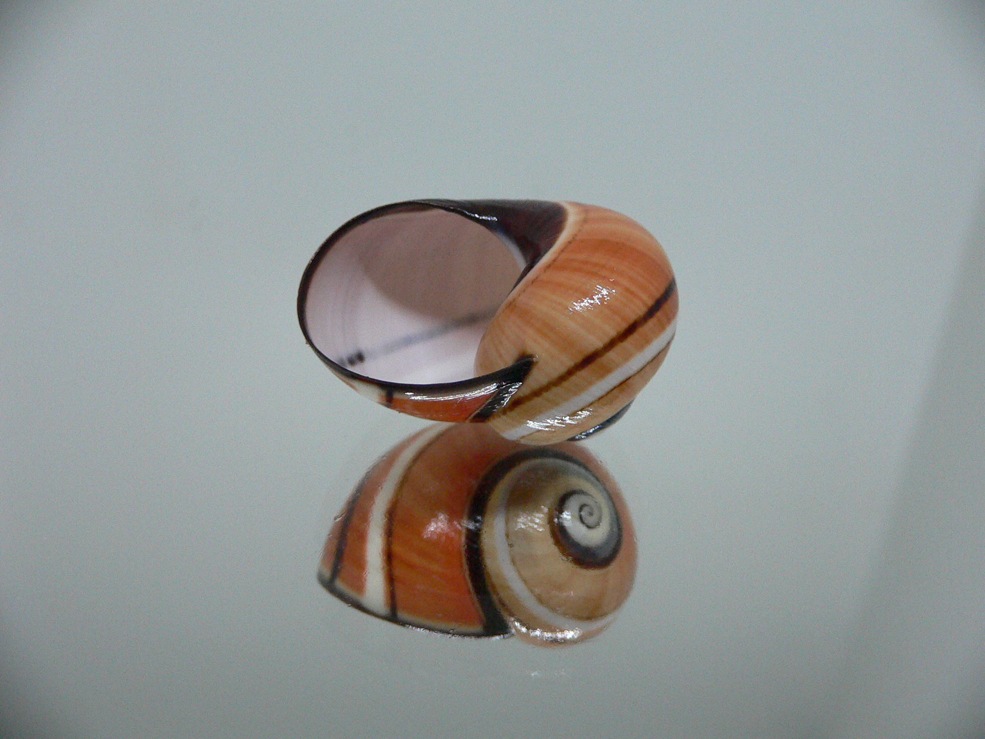 Polymita picta SP. RARE & ENDEMIC & RUSTY