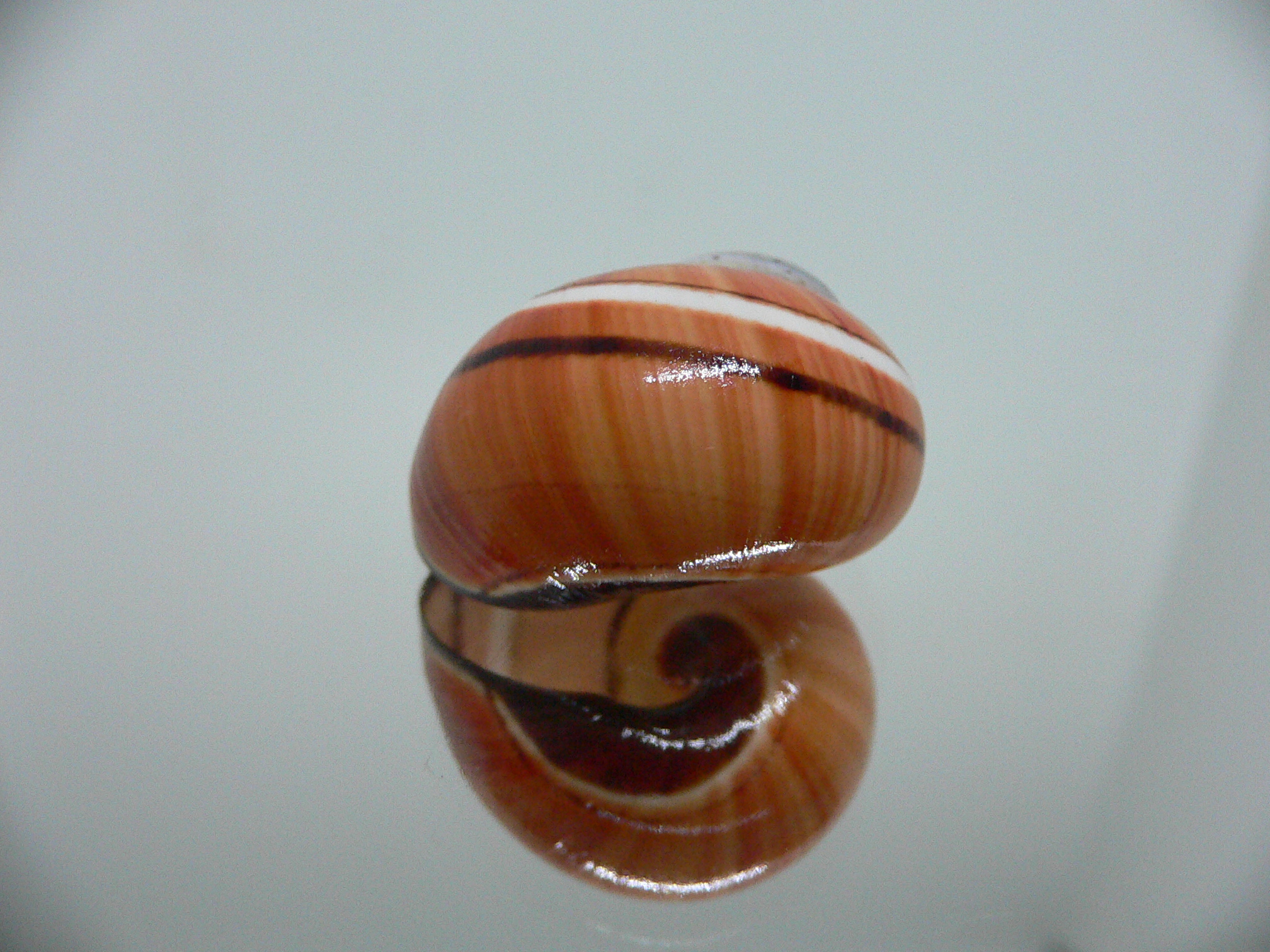 Polymita picta SP. RARE & ENDEMIC & RUSTY