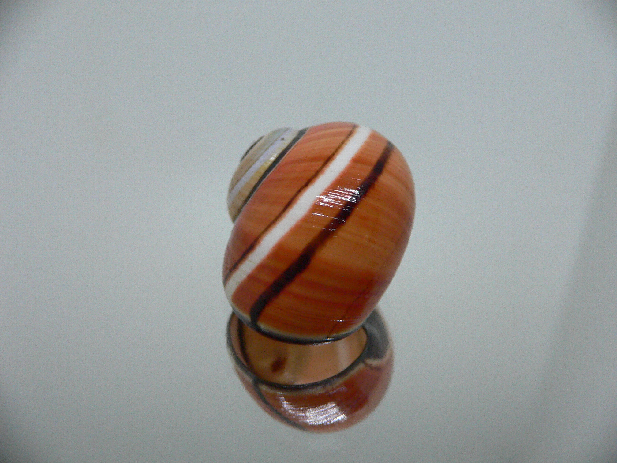 Polymita picta SP. RARE & ENDEMIC & RUSTY