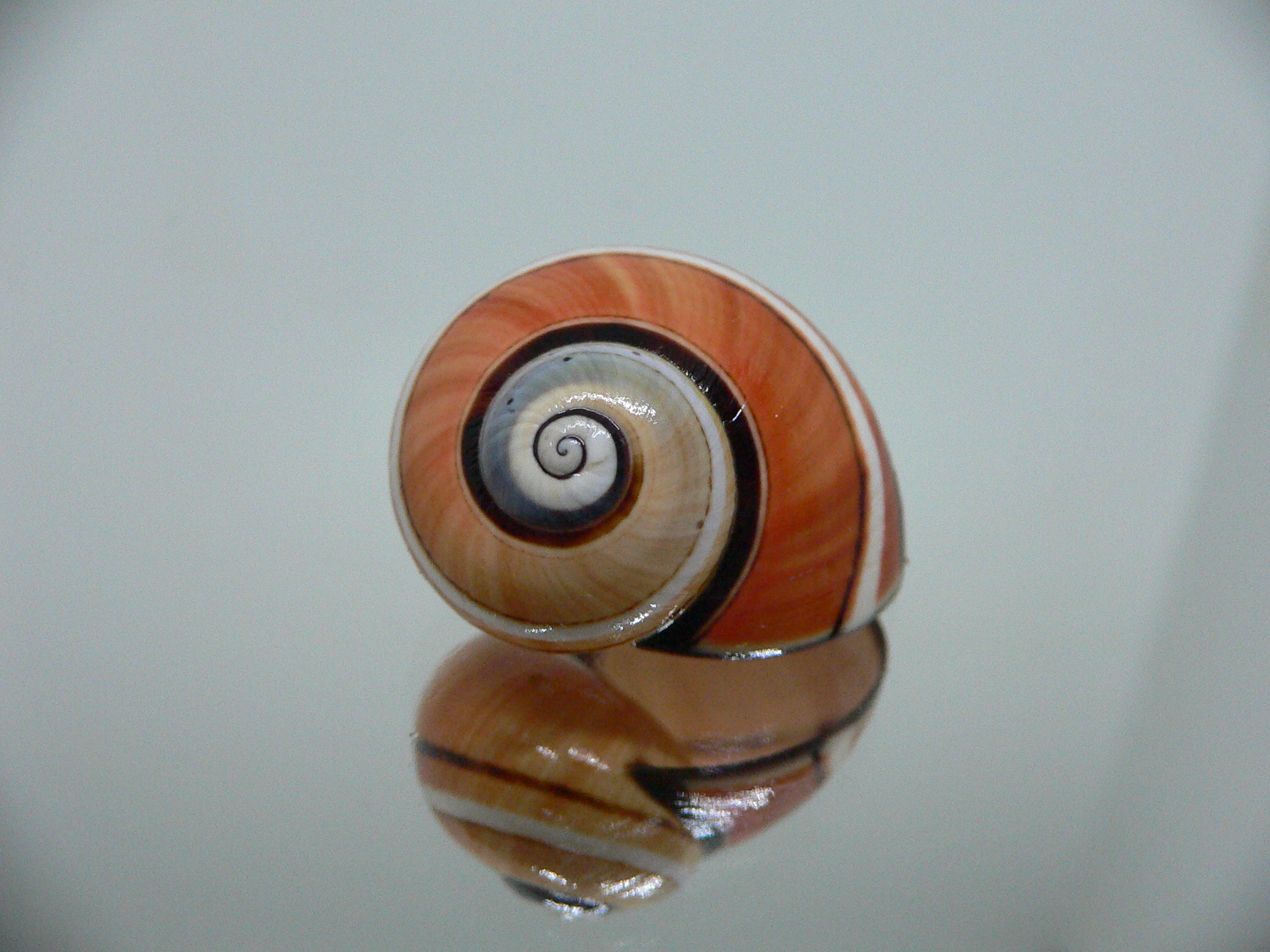 Polymita picta SP. RARE & ENDEMIC & RUSTY