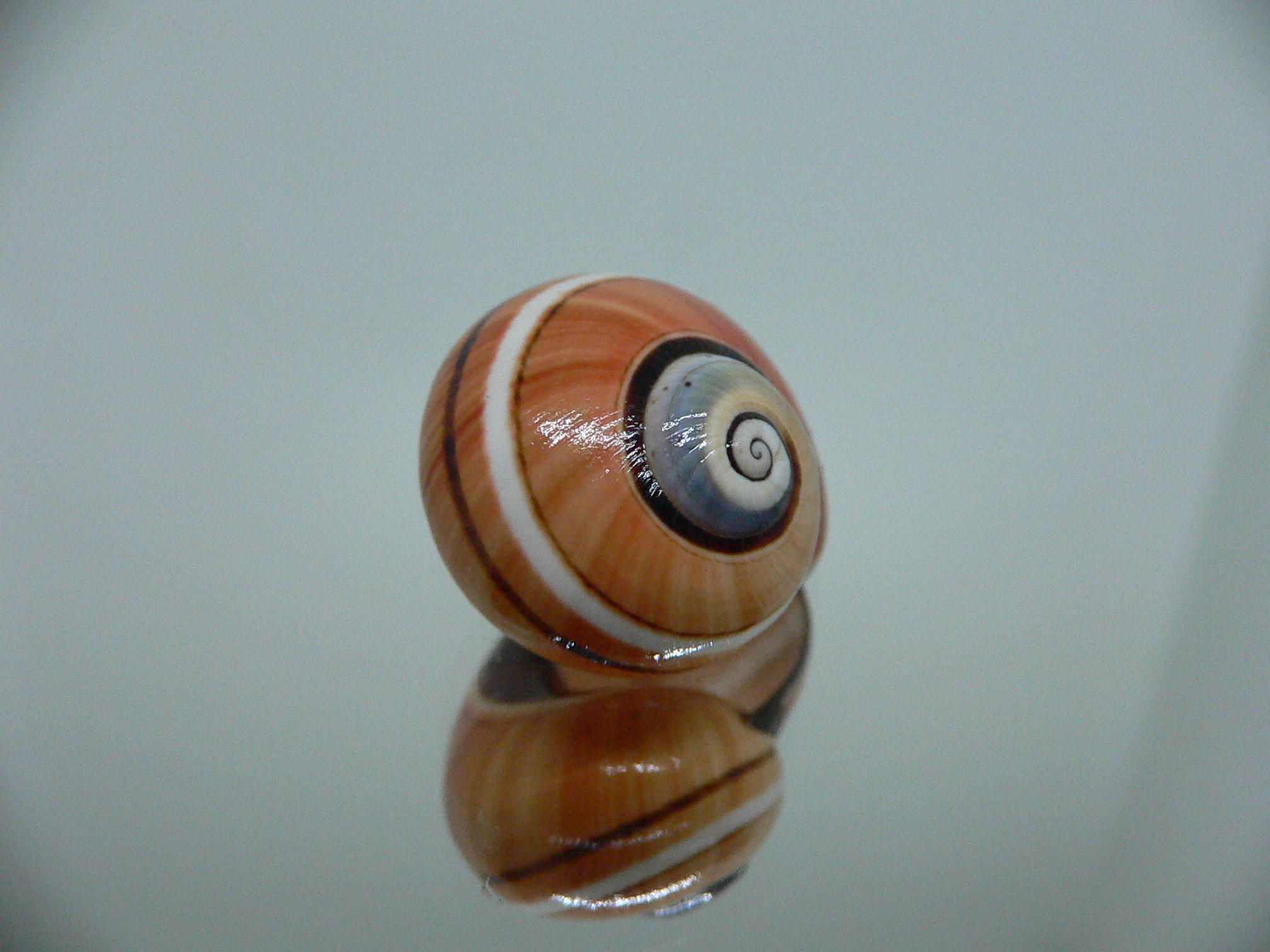 Polymita picta SP. RARE & ENDEMIC & RUSTY