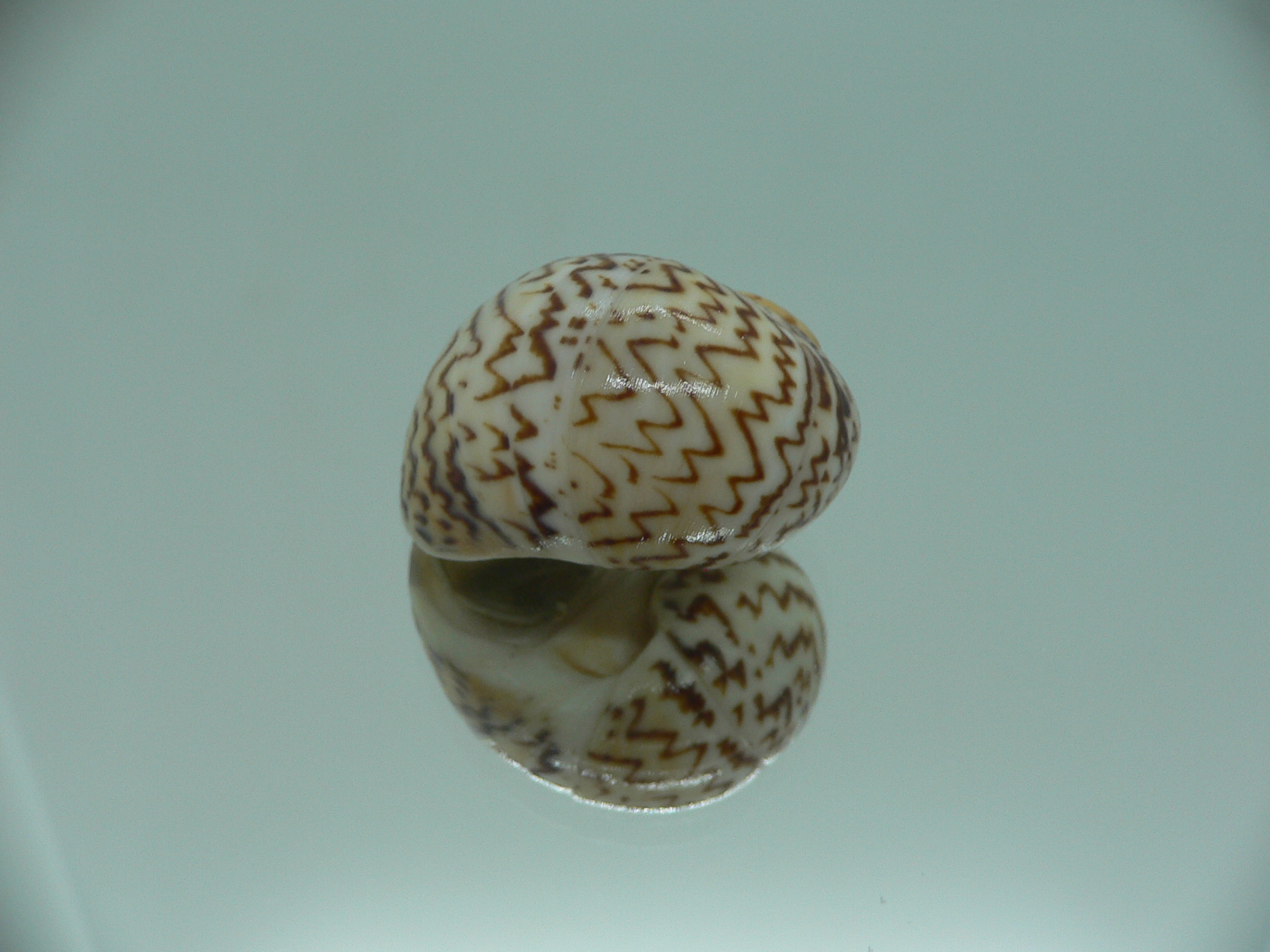 Natica fulminea ZIGZAG