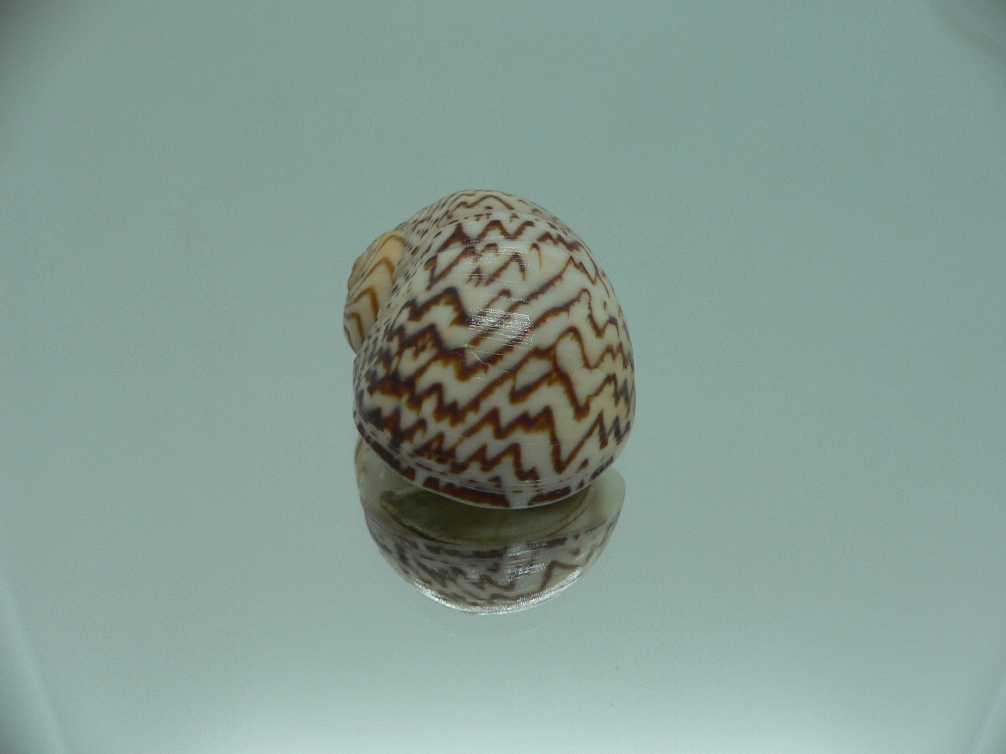 Natica fulminea ZIGZAG