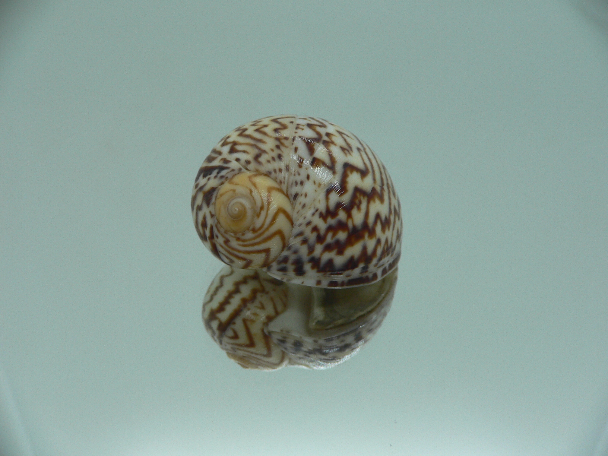 Natica fulminea ZIGZAG