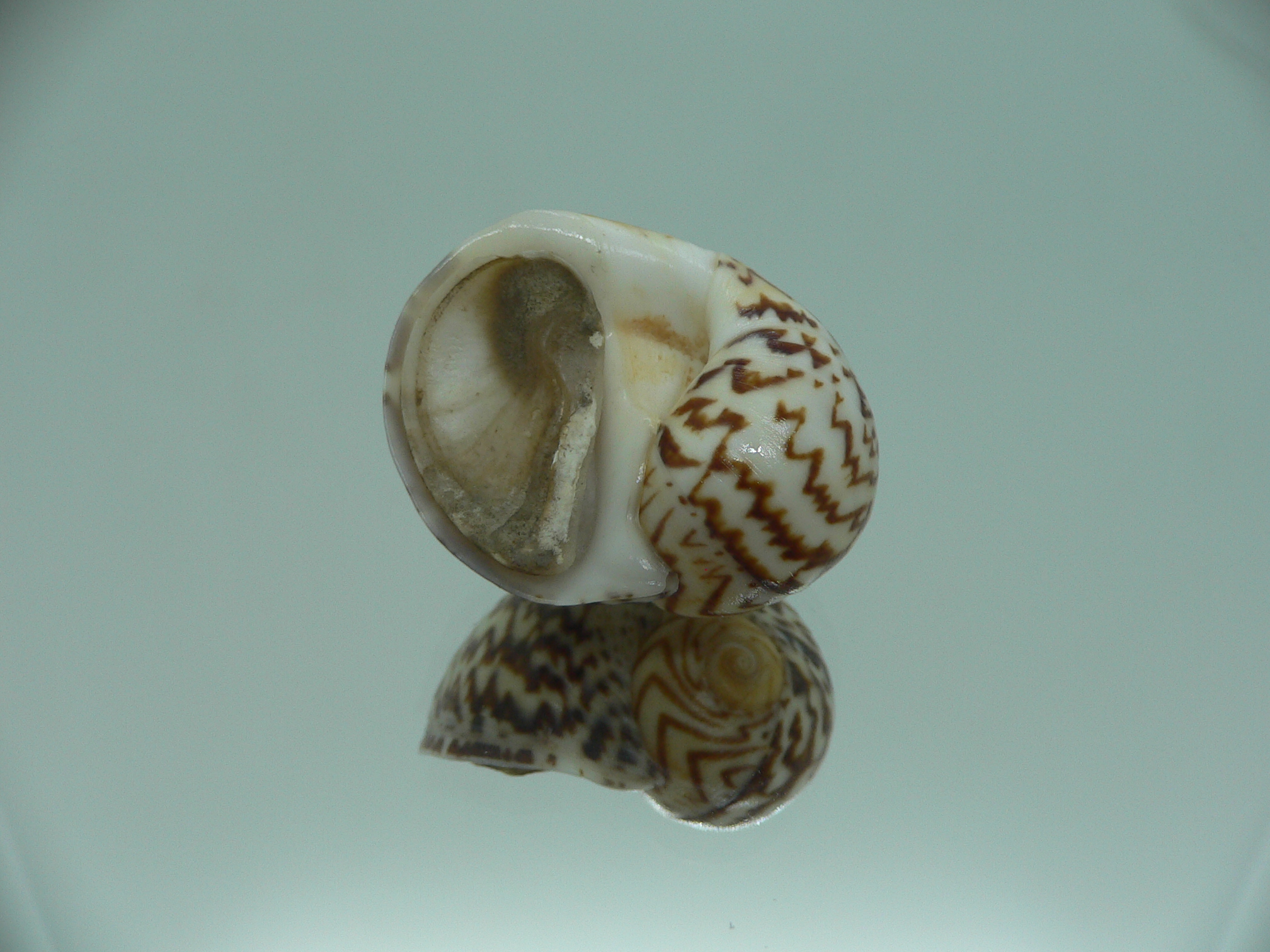 Natica fulminea ZIGZAG