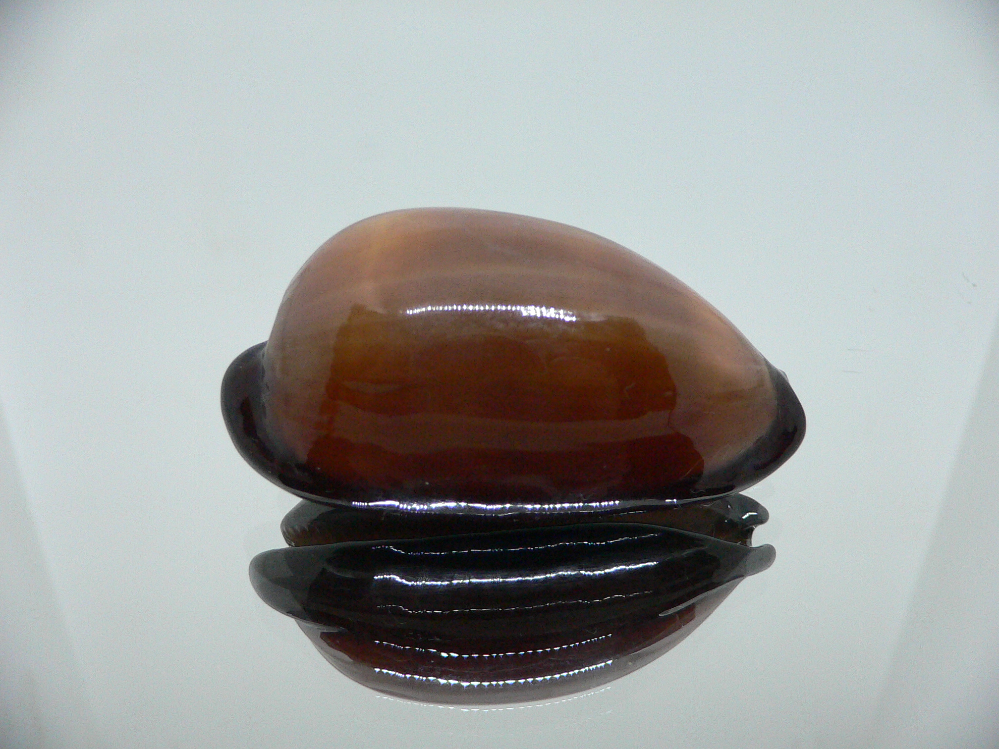 Cypraea exusta DARK BEAUTIFUL