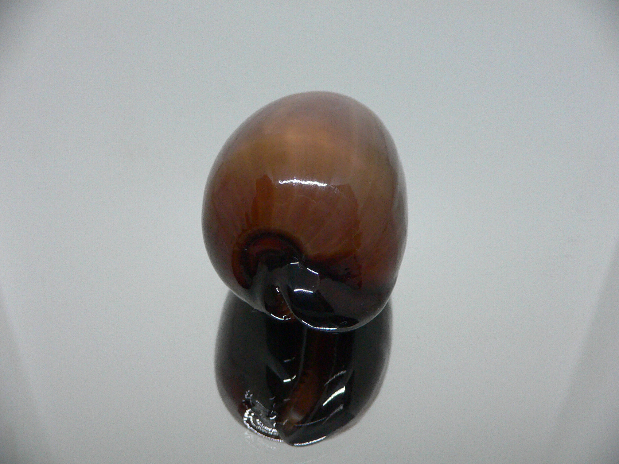 Cypraea exusta DARK BEAUTIFUL