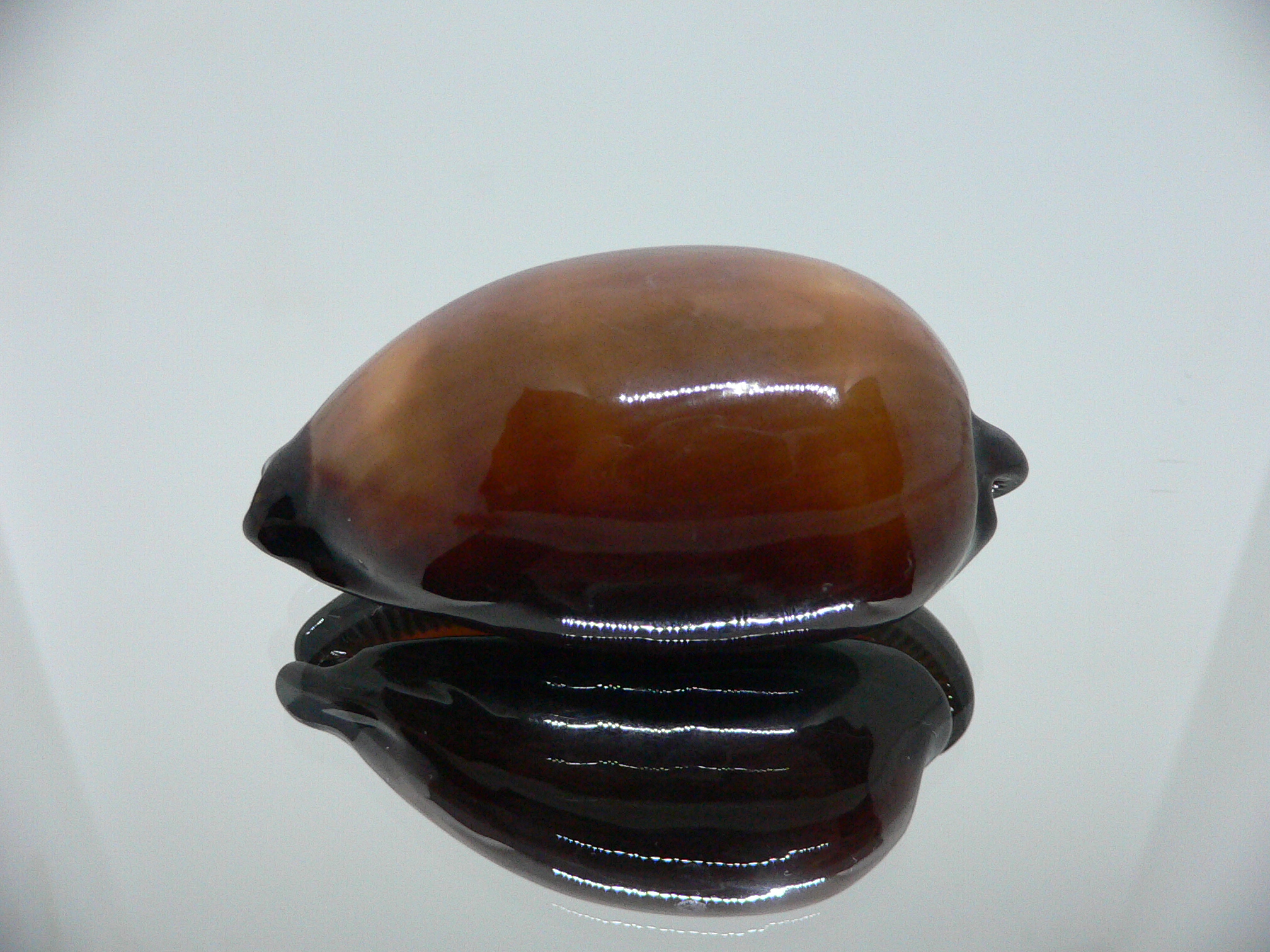 Cypraea exusta DARK BEAUTIFUL