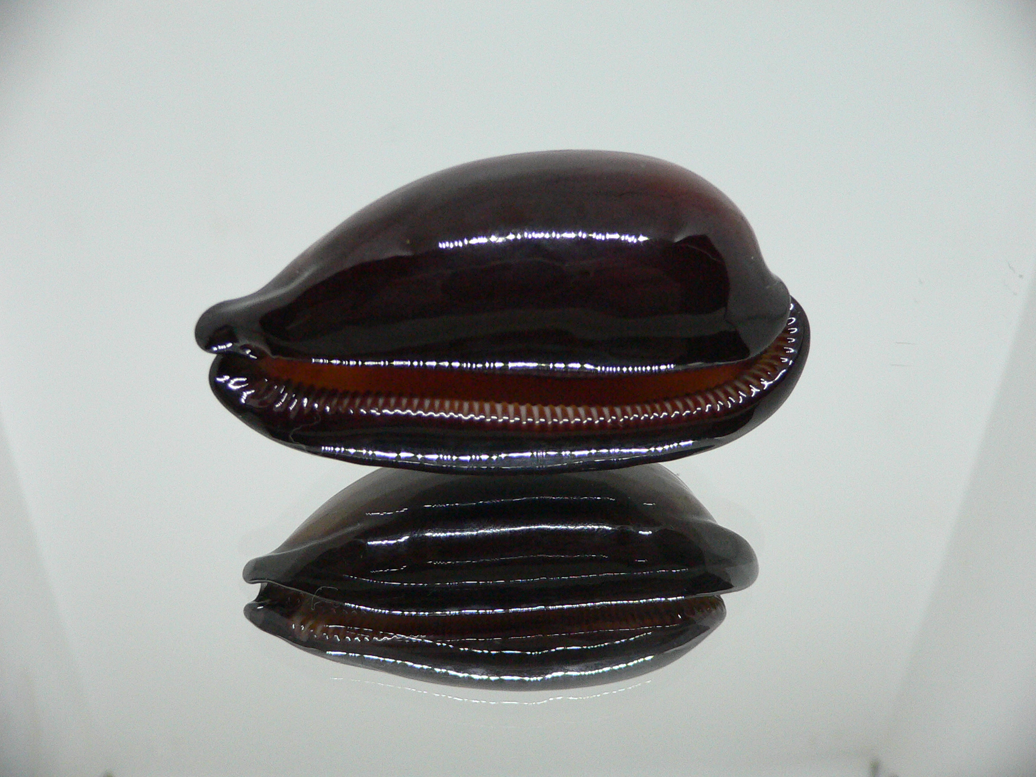 Cypraea exusta DARK BEAUTIFUL