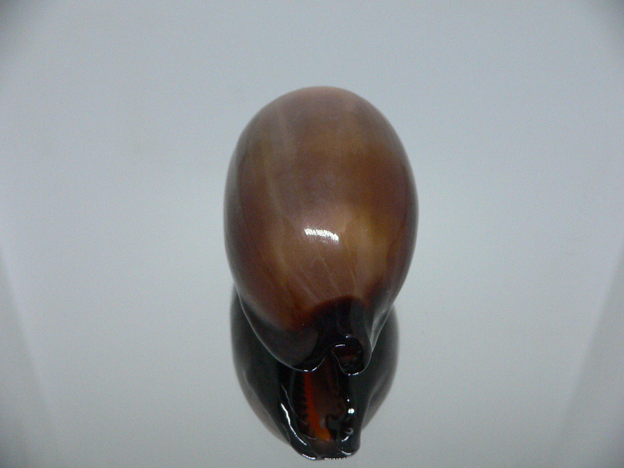 Cypraea exusta DARK BEAUTIFUL