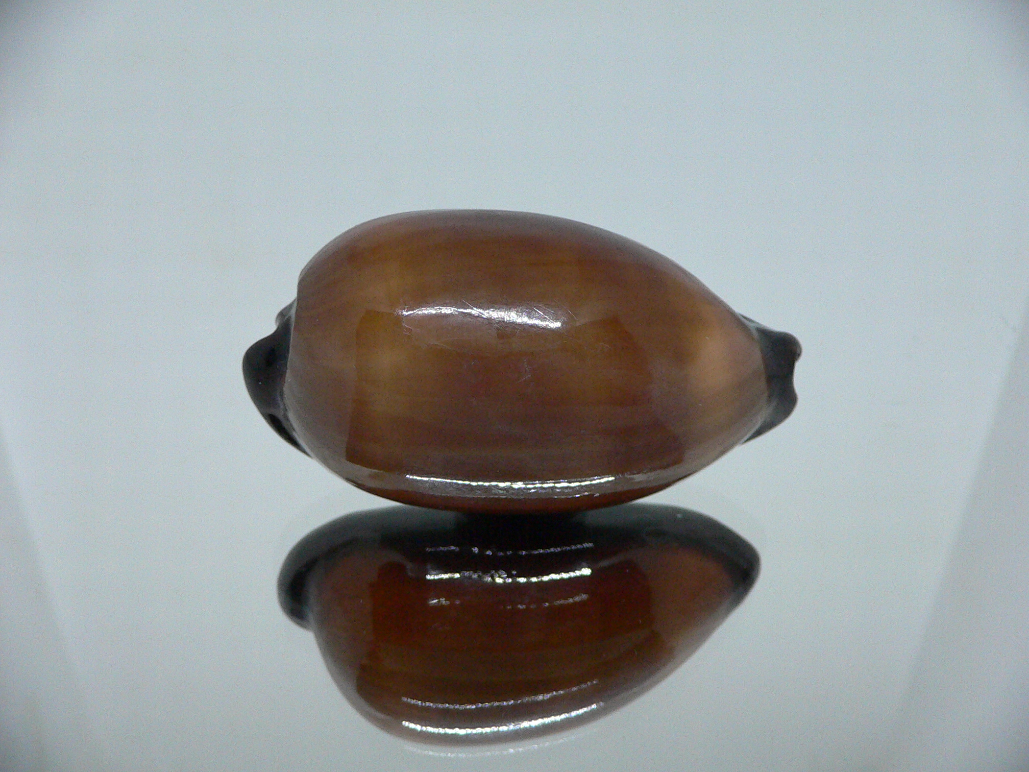 Cypraea exusta DARK BEAUTIFUL