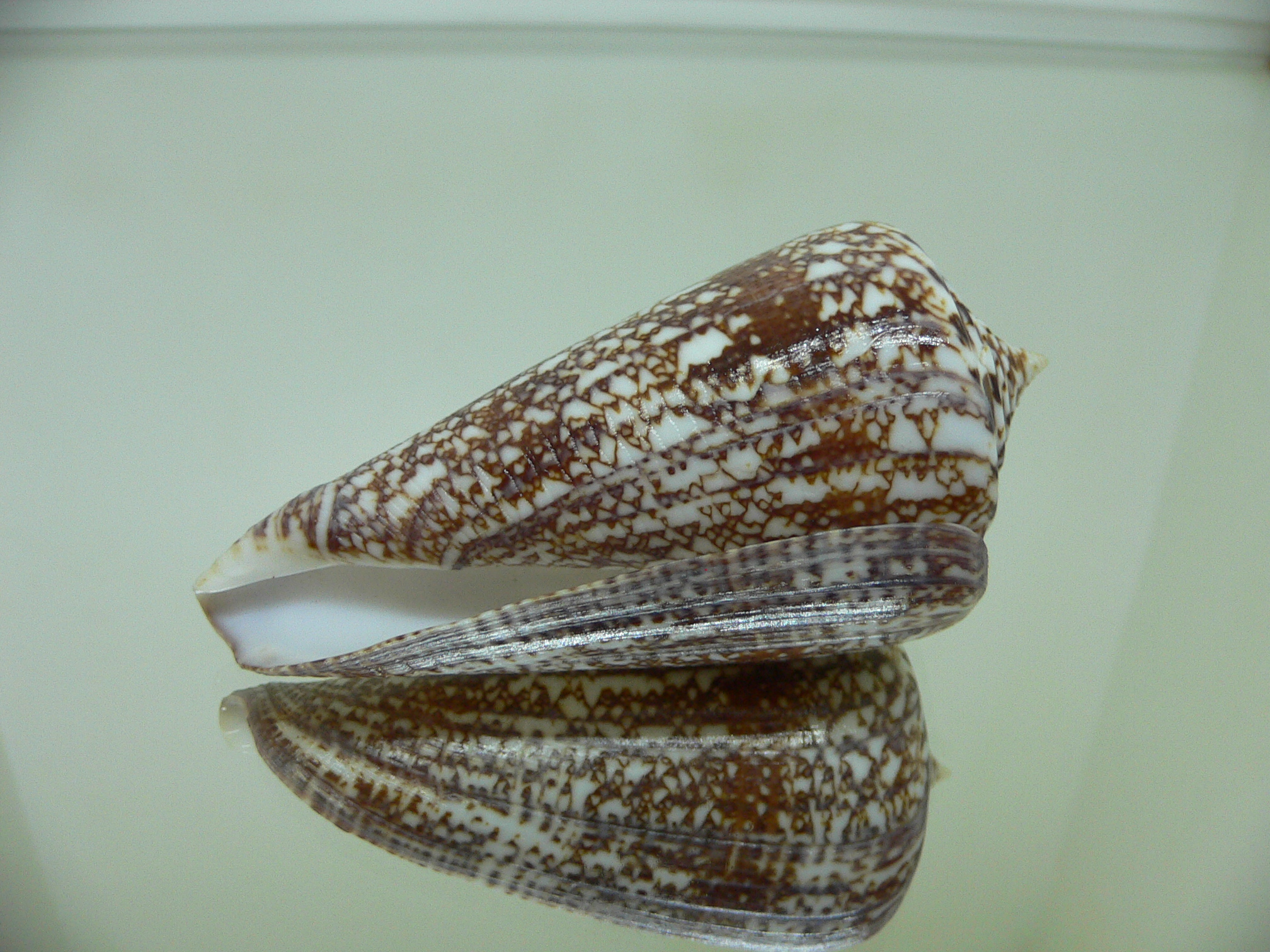 Conus amadis amadis ELEGANT