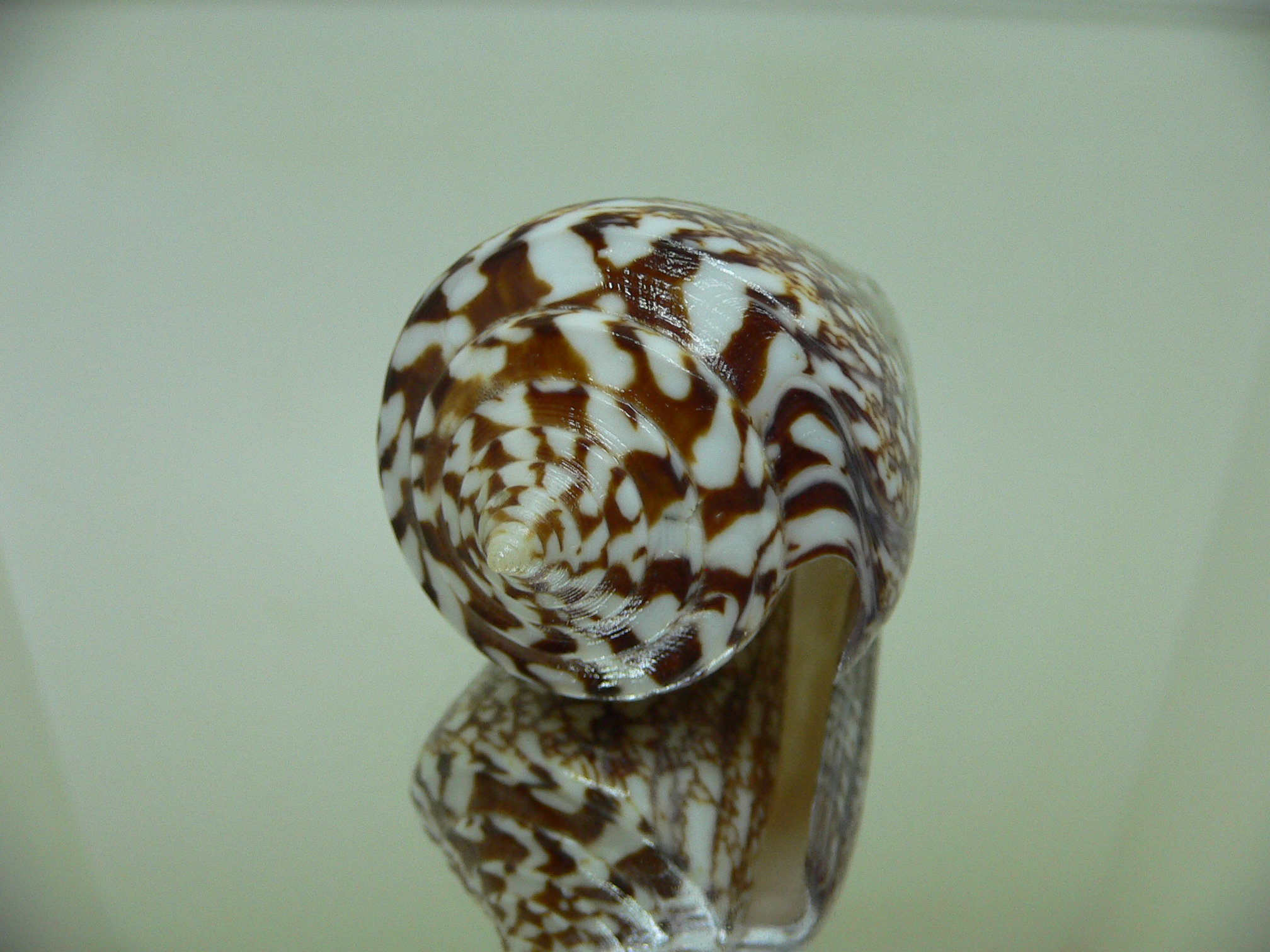 Conus amadis amadis ELEGANT