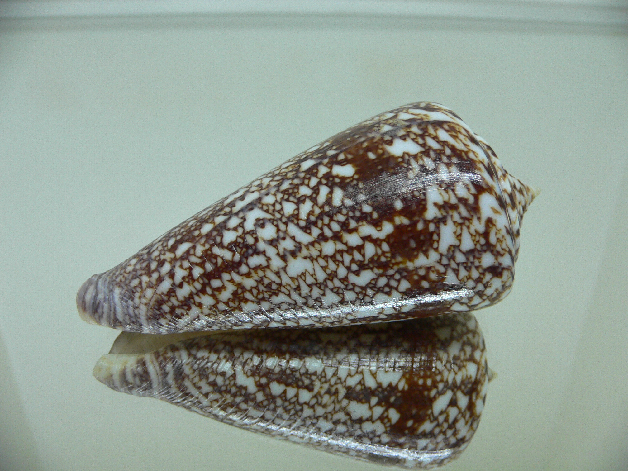 Conus amadis amadis ELEGANT