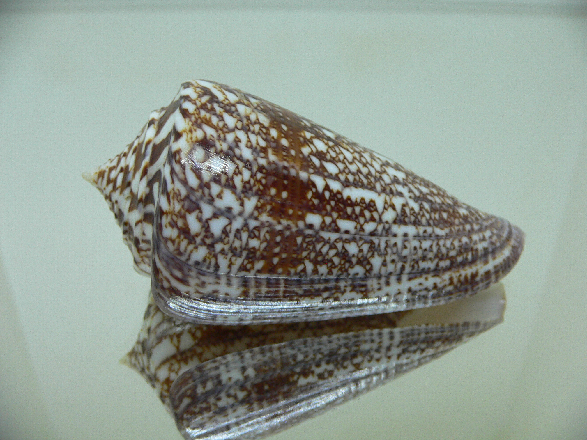 Conus amadis amadis ELEGANT