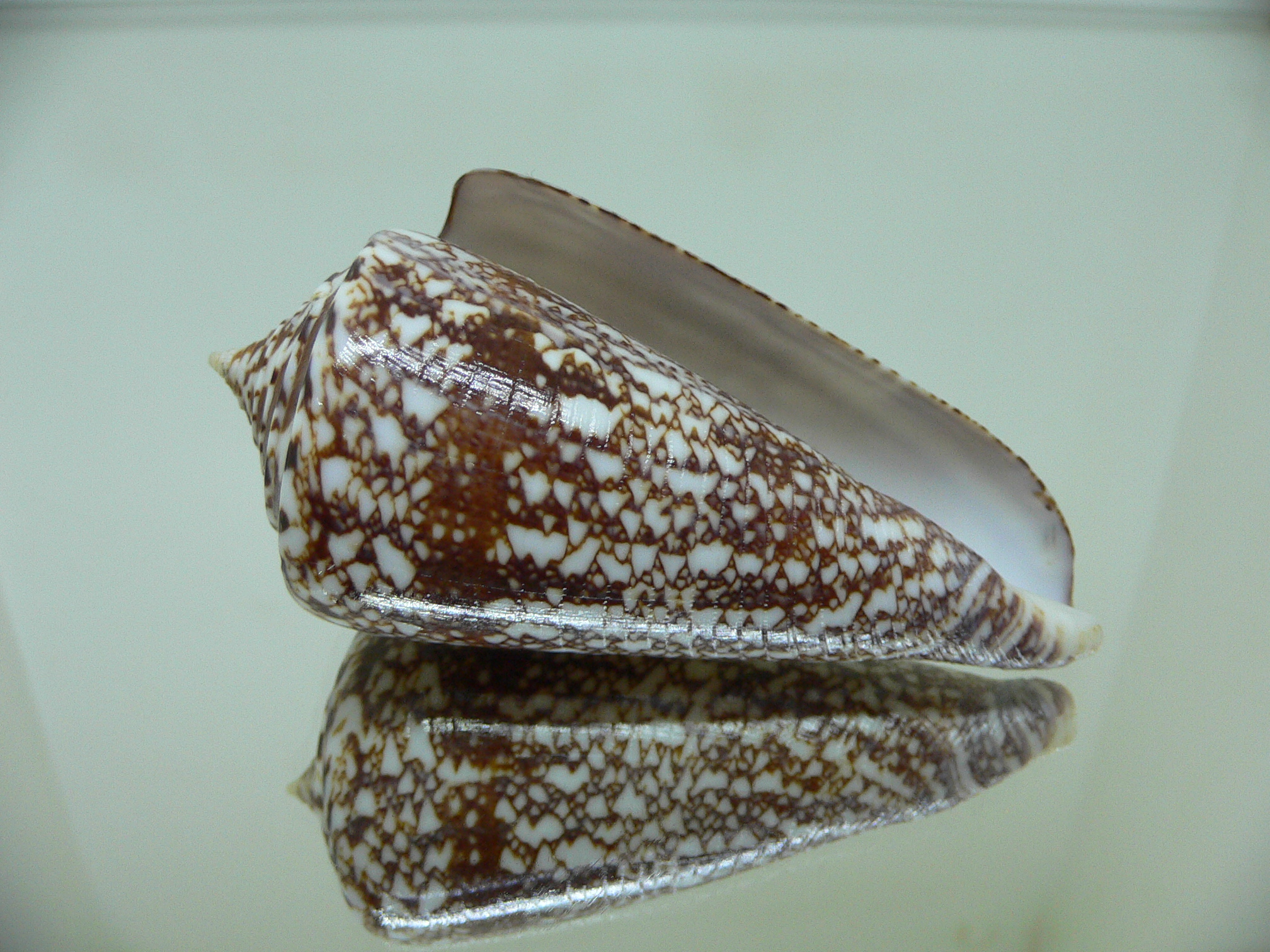 Conus amadis amadis ELEGANT