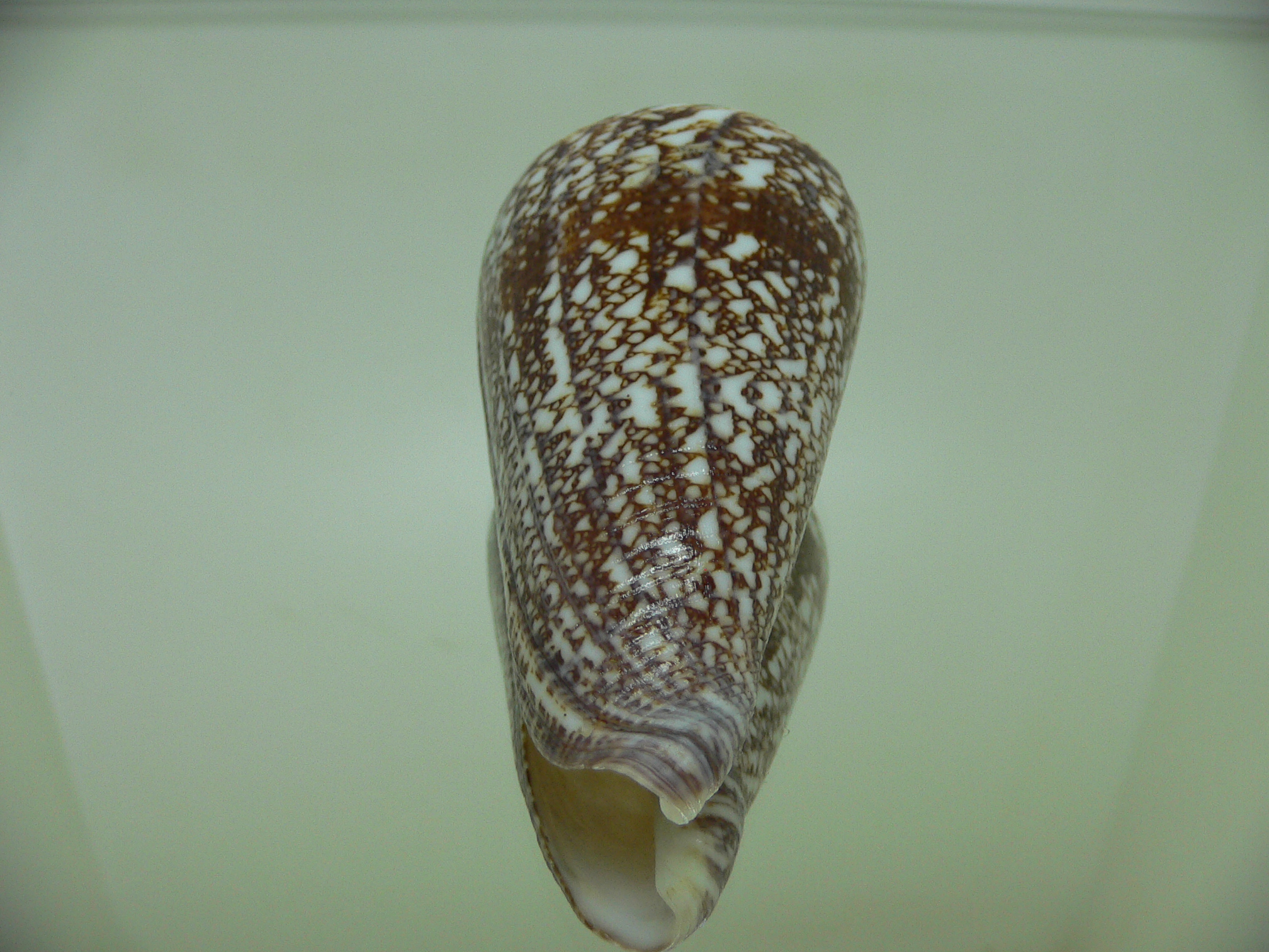 Conus amadis amadis ELEGANT