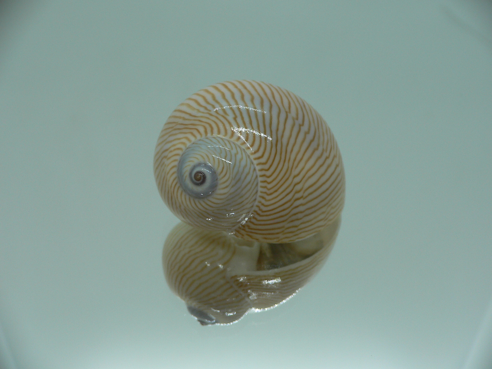 Tanea lineata BIG