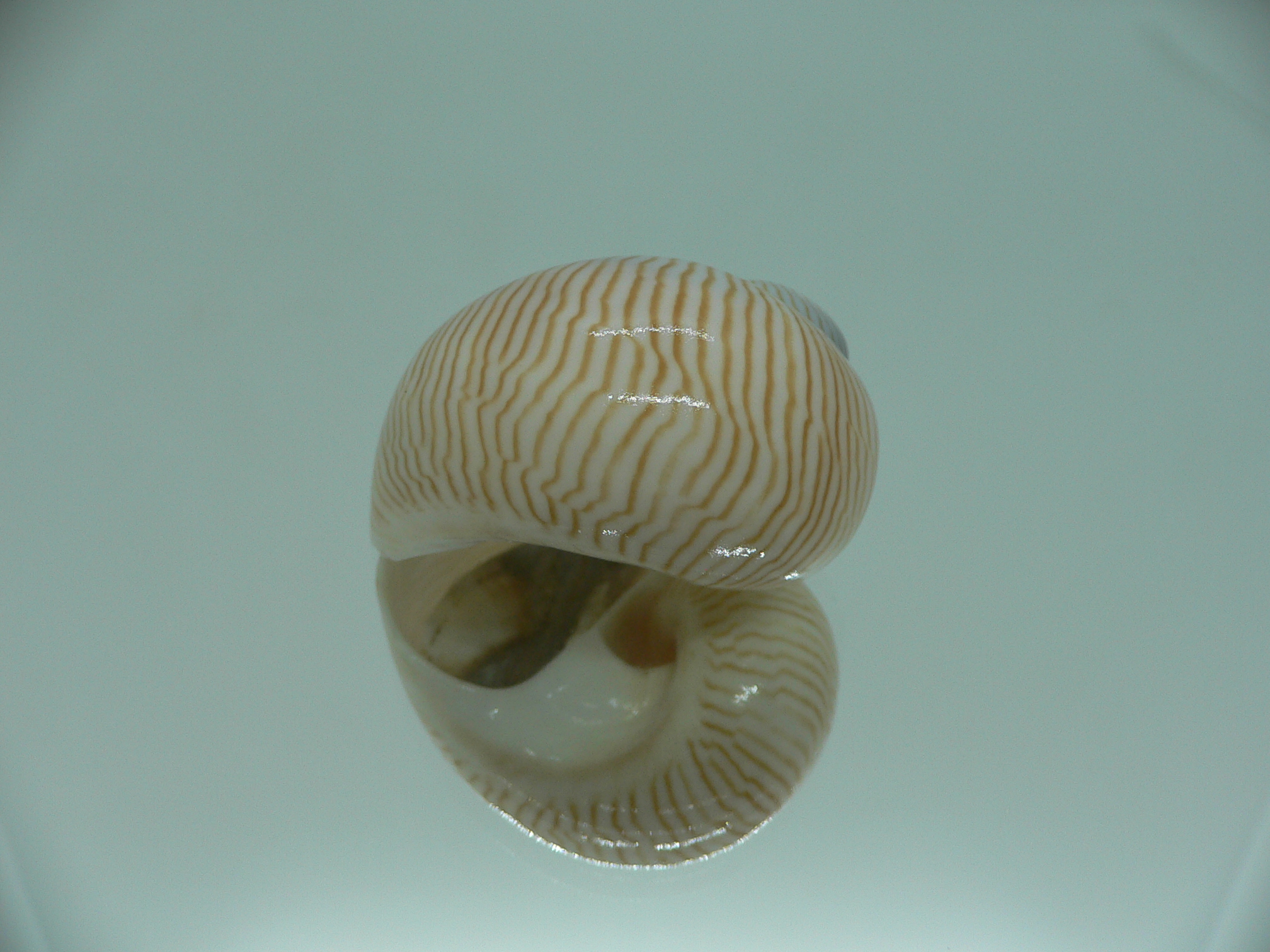 Tanea lineata BIG