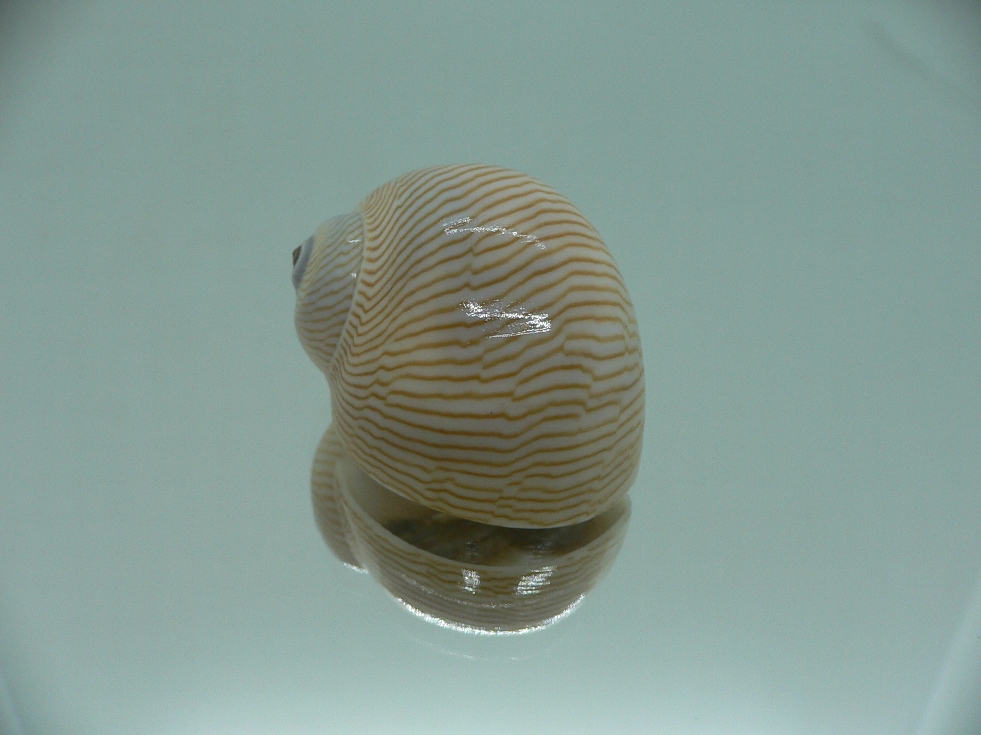 Tanea lineata BIG