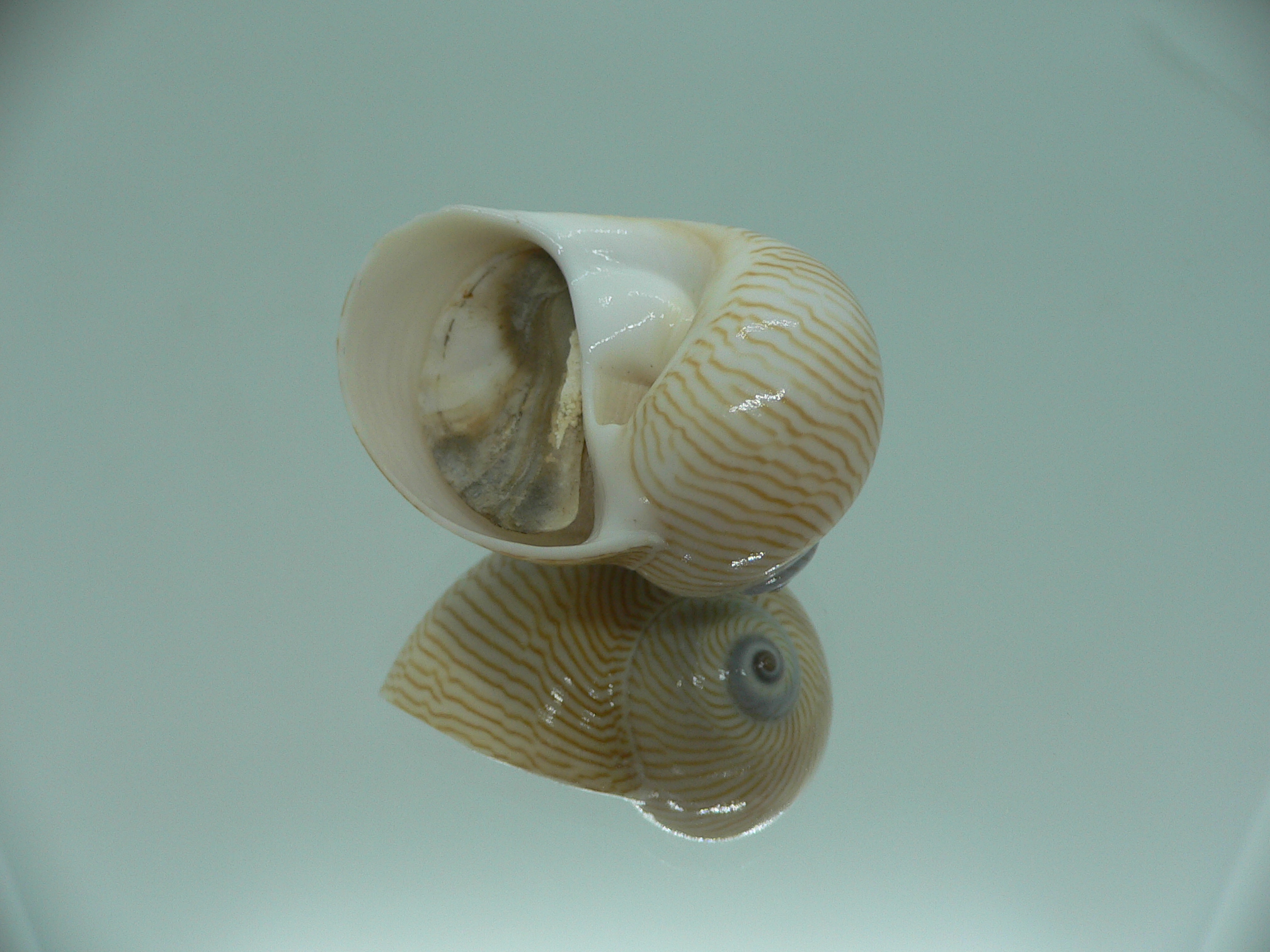 Tanea lineata BIG