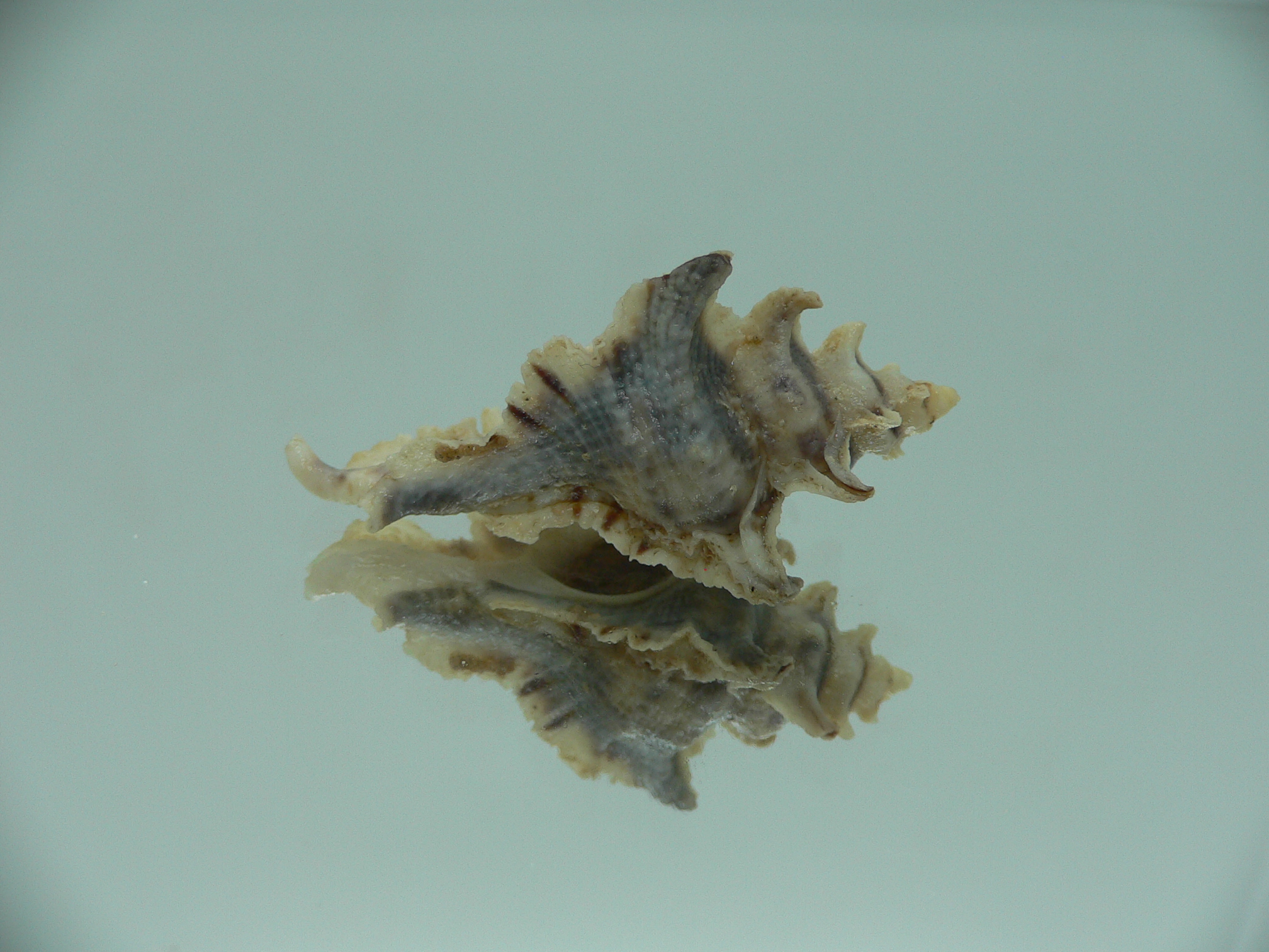Pterochelus akation BIG ENDEMIC & COLOR