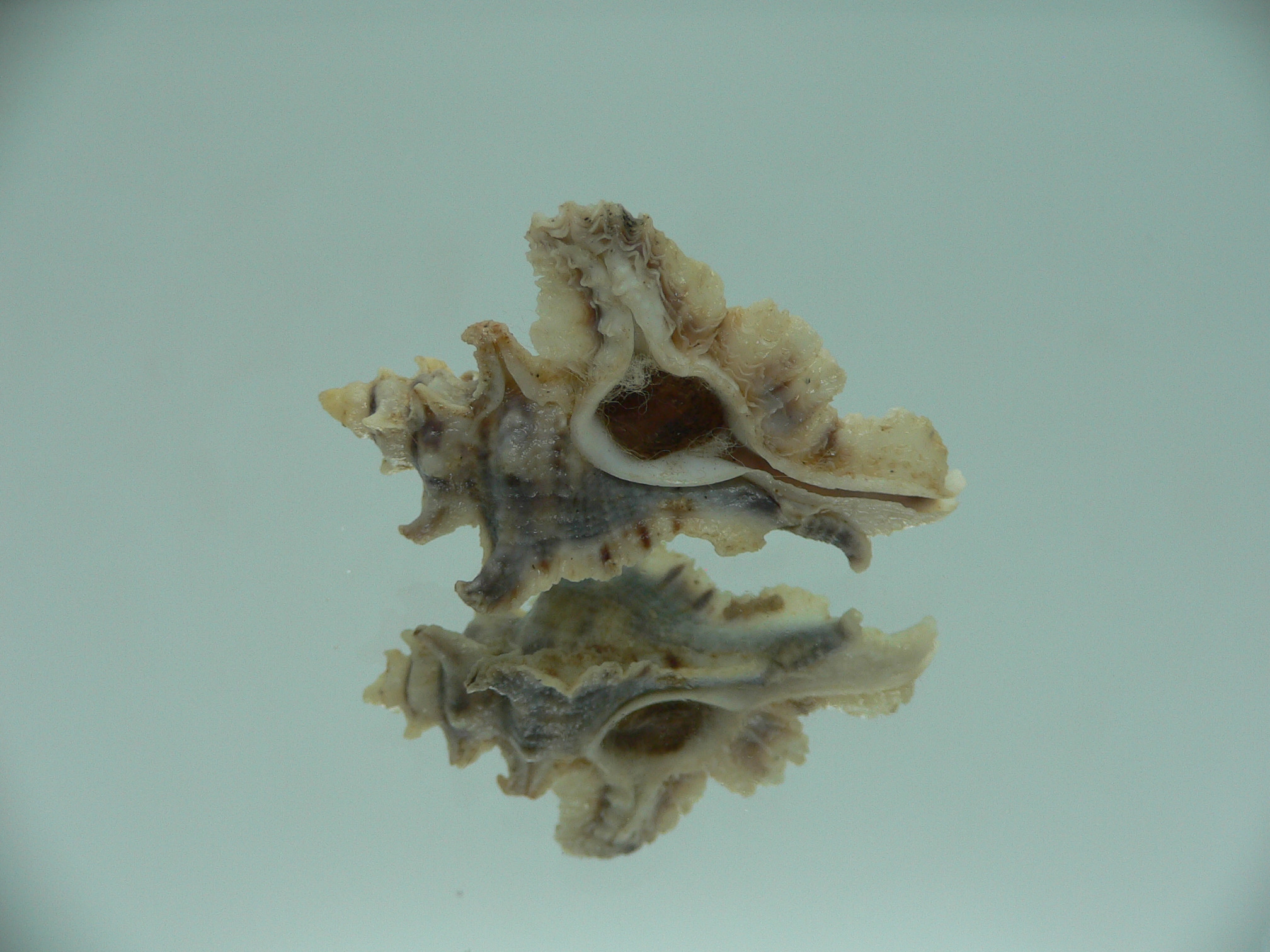 Pterochelus akation BIG ENDEMIC & COLOR