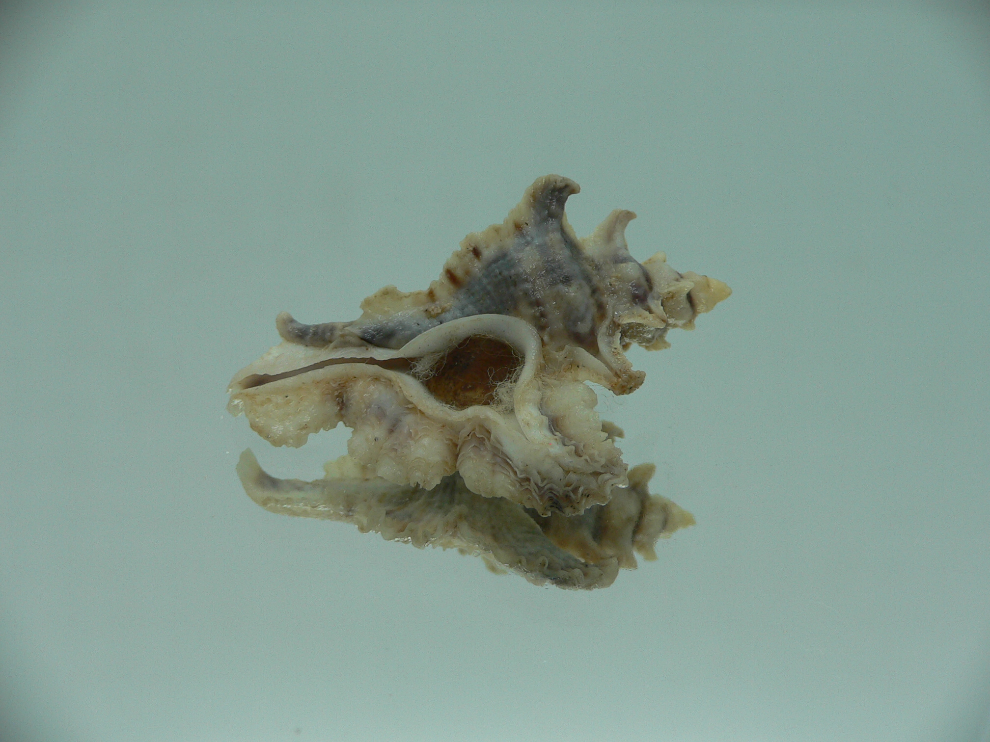 Pterochelus akation BIG ENDEMIC & COLOR